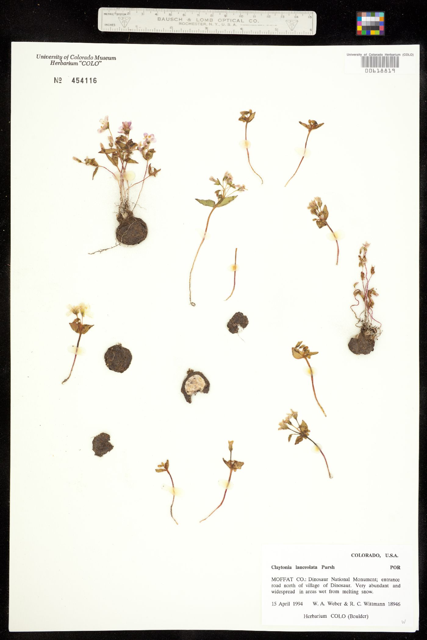 Claytonia lanceolata image