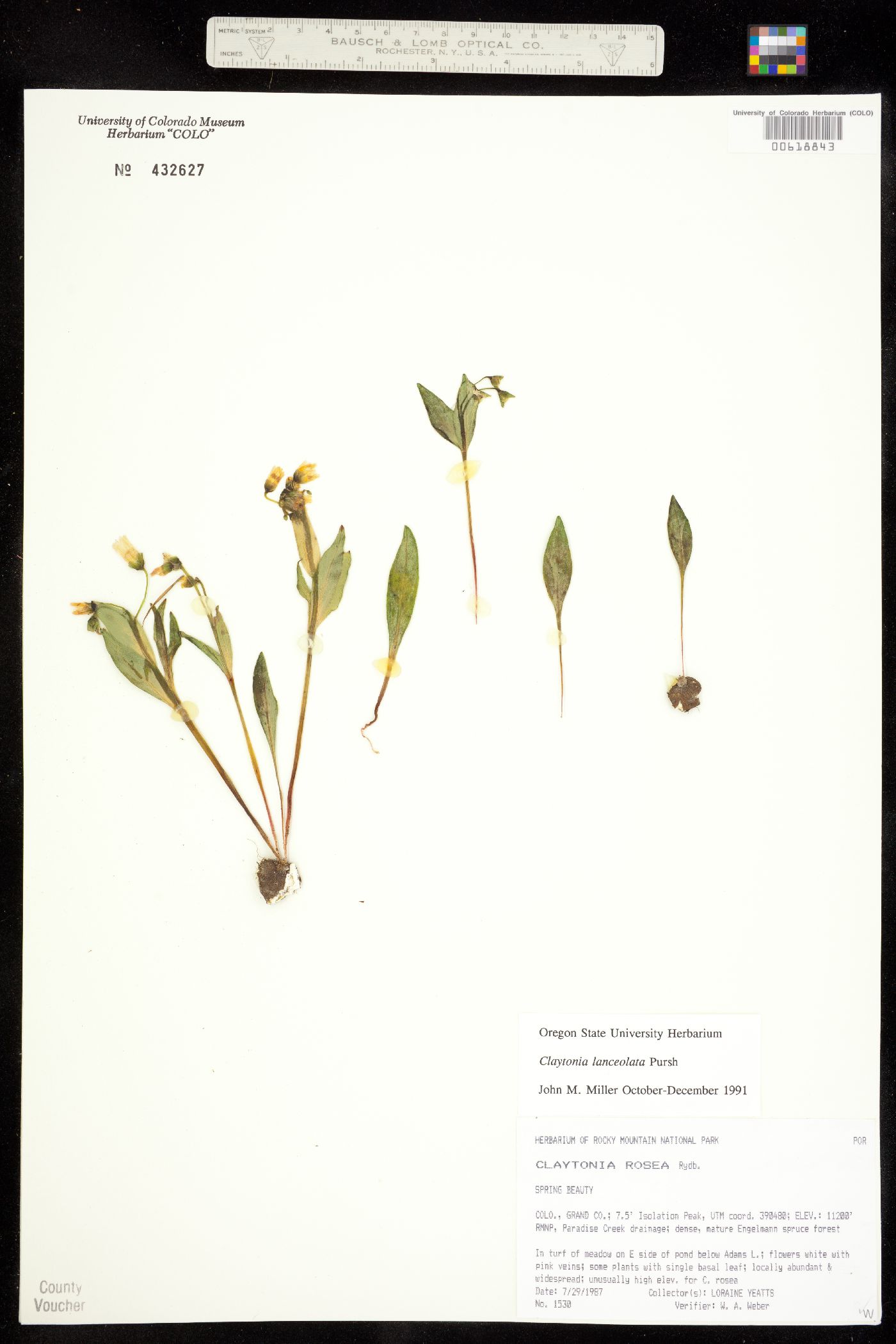 Claytonia lanceolata image