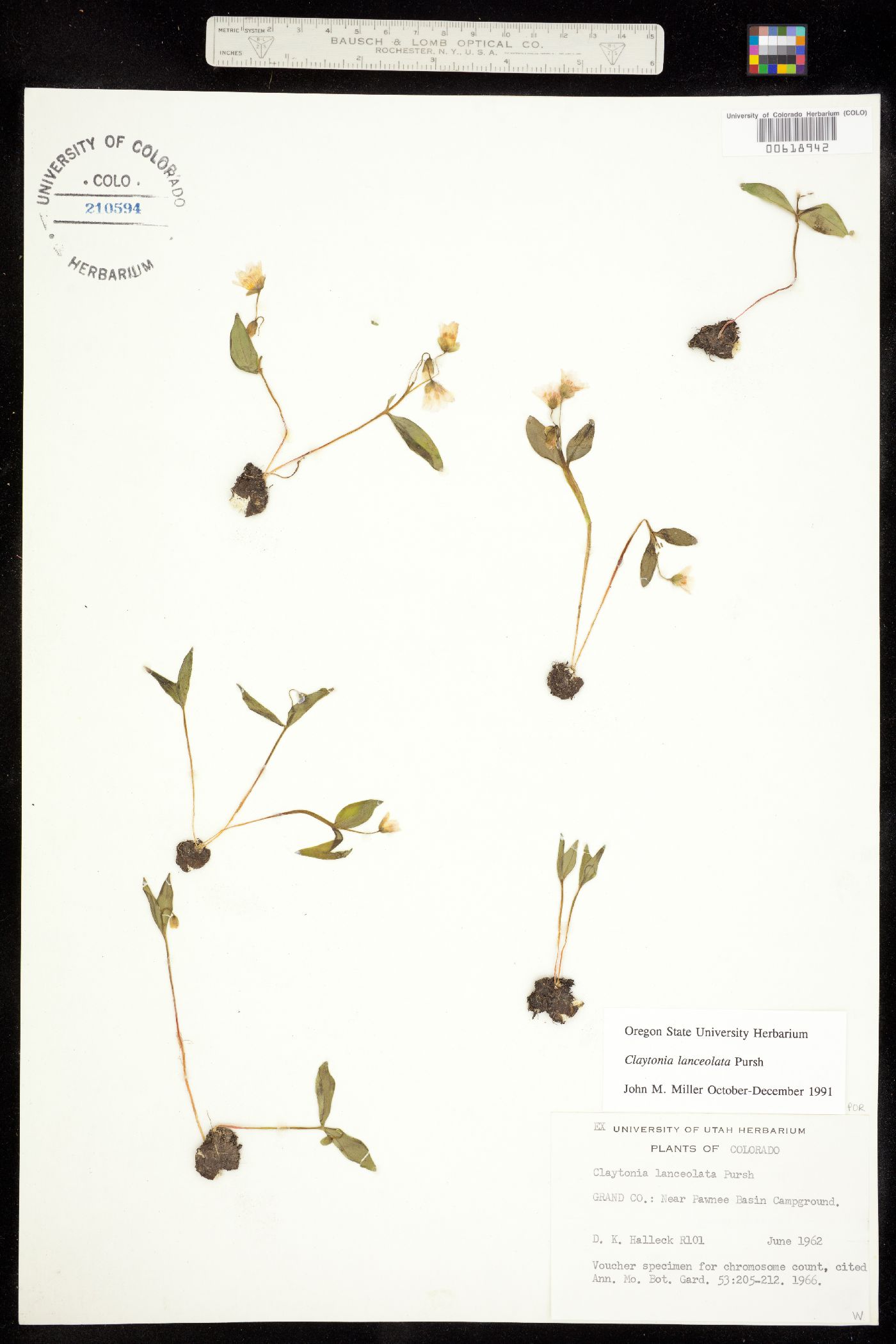 Claytonia lanceolata image