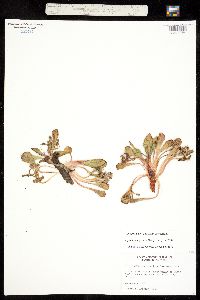 Claytonia megarhiza image