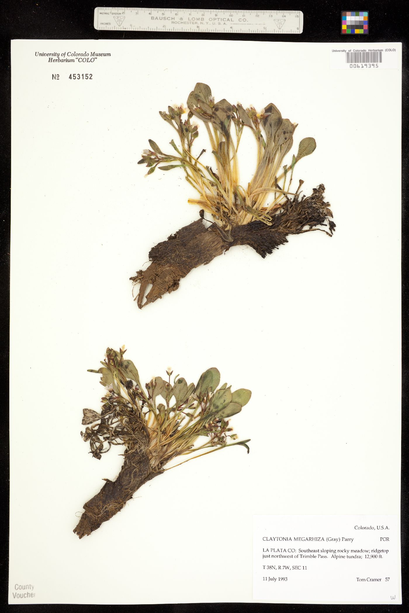 Claytonia megarhiza image