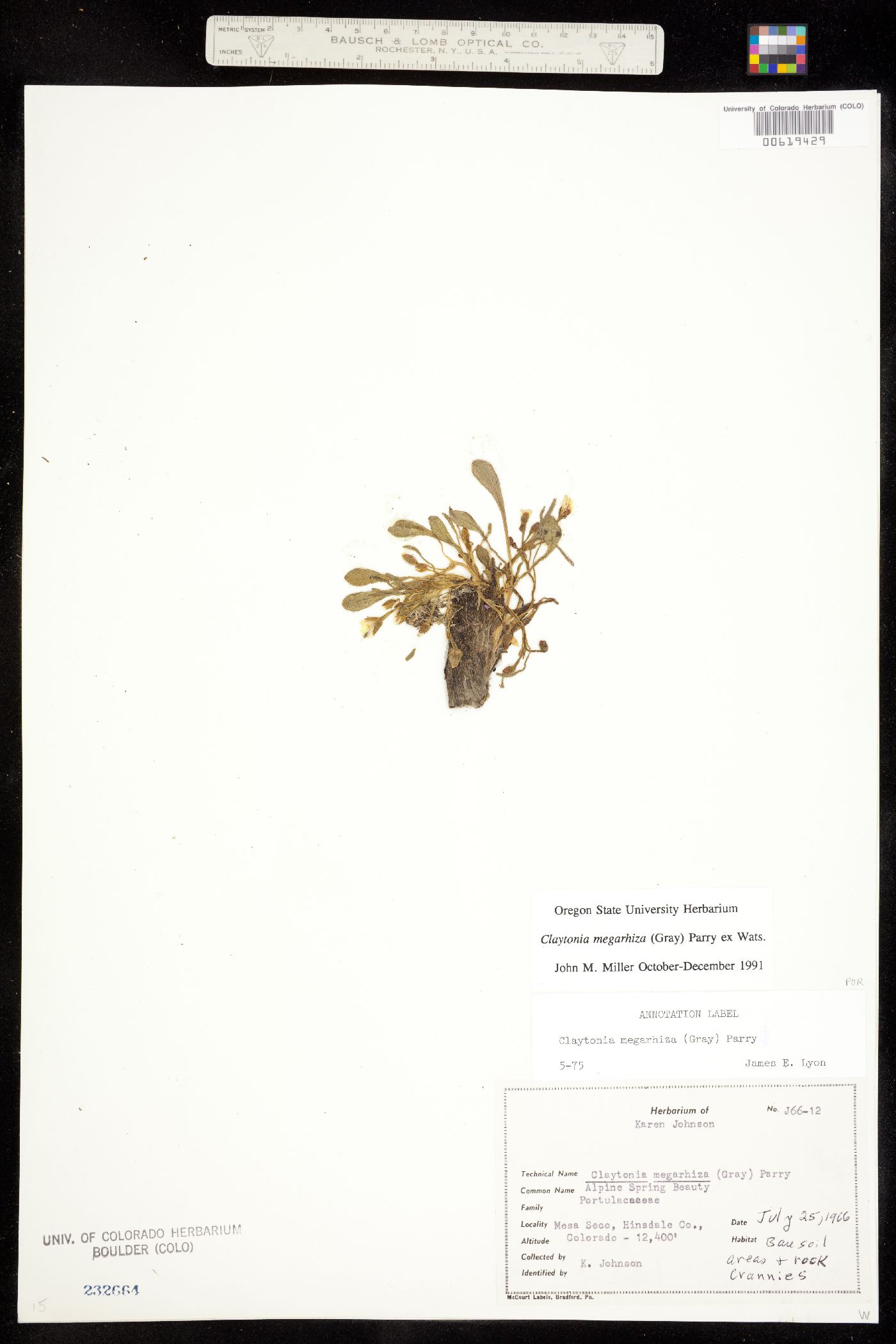 Claytonia megarhiza image