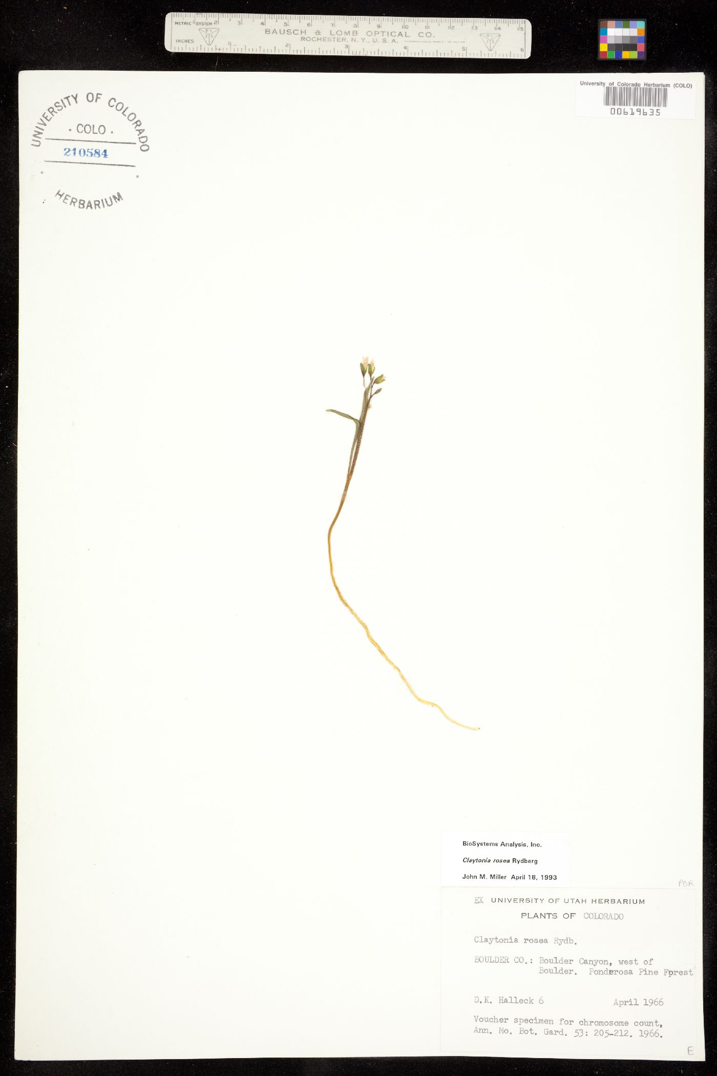 Claytonia image