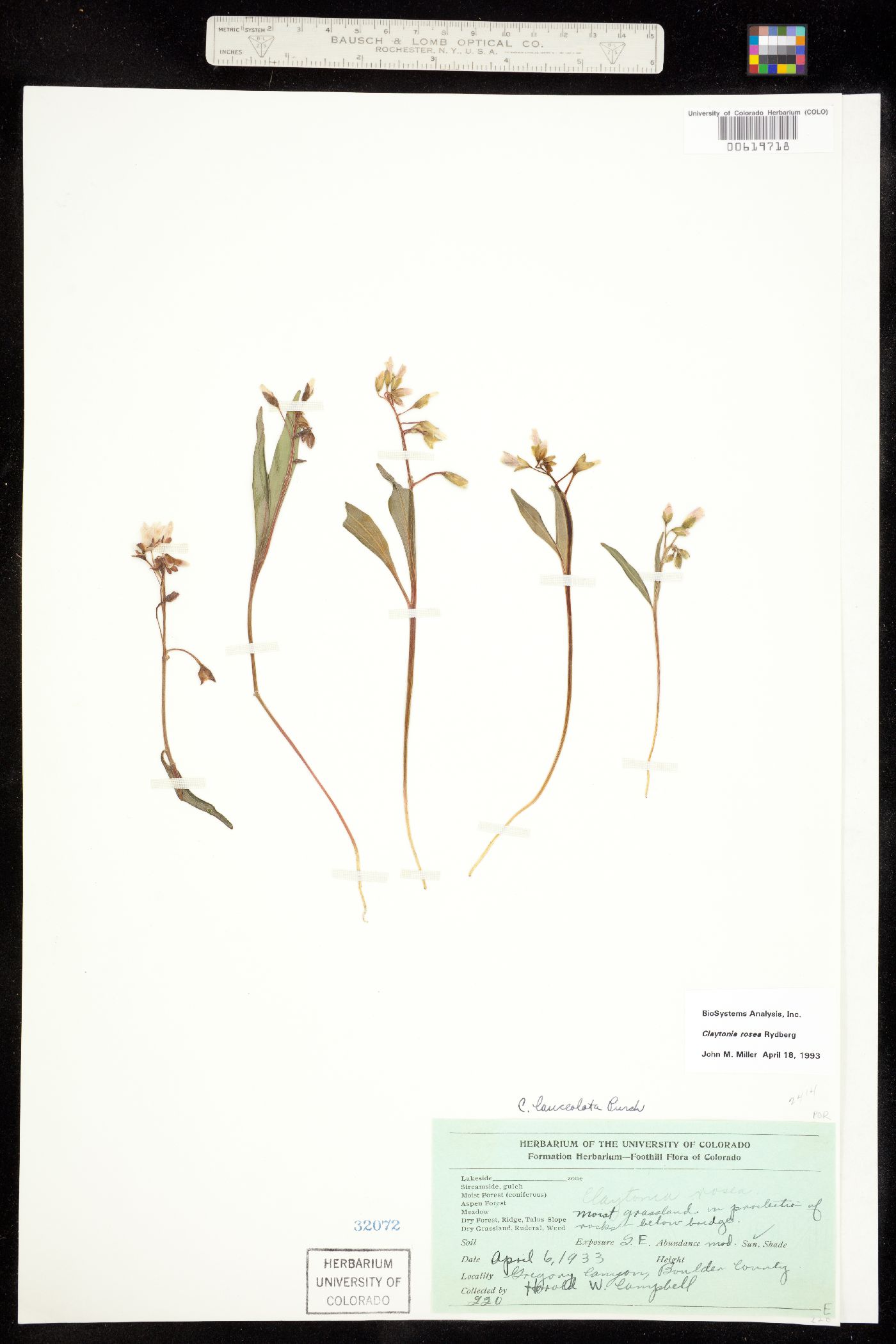 Claytonia rosea image