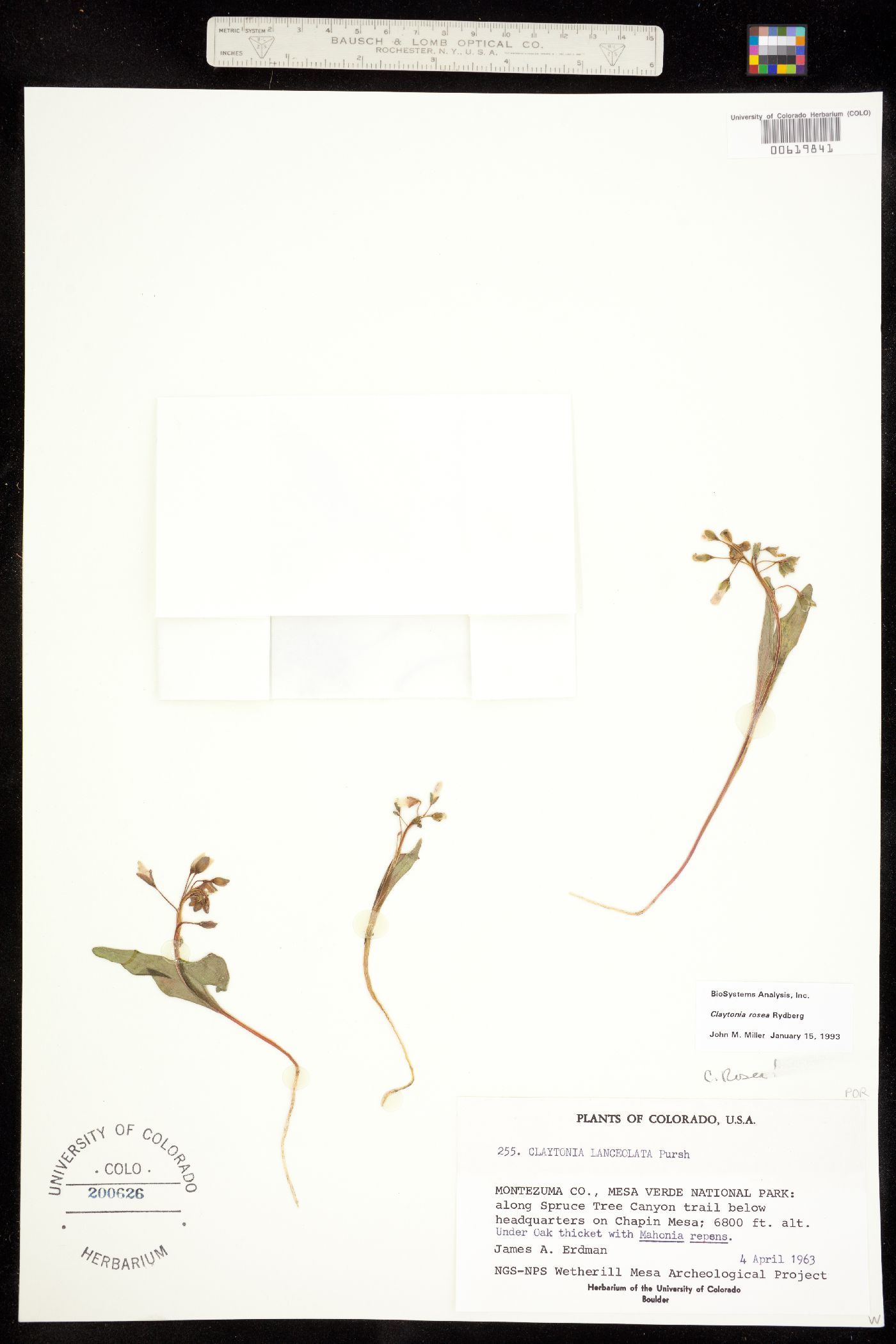 Claytonia image