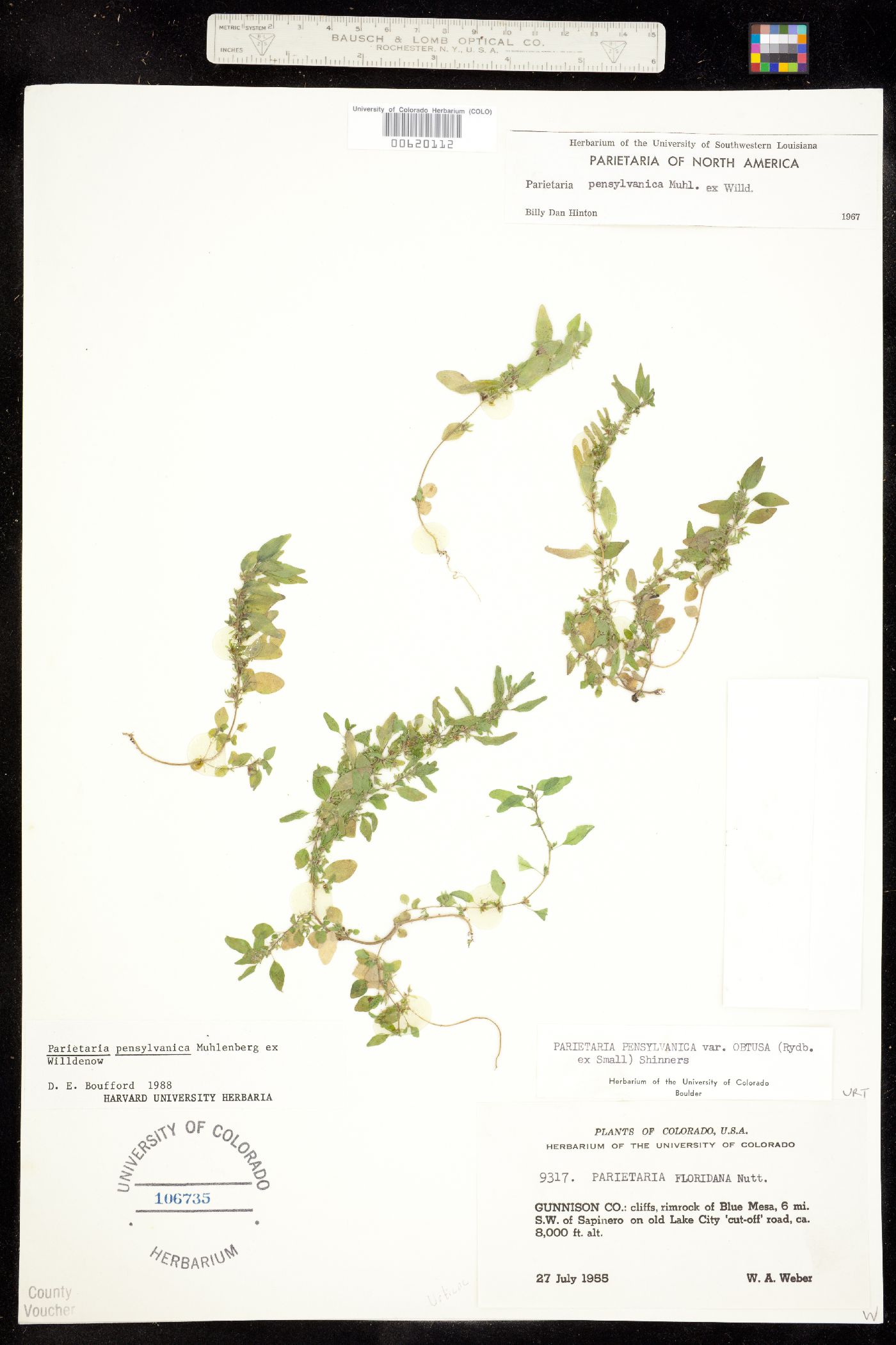 Parietaria pensylvanica image