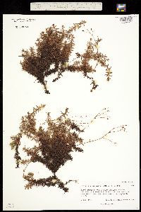 Saxifraga bronchialis ssp. austromontana image