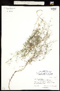 Galium coloradoense image