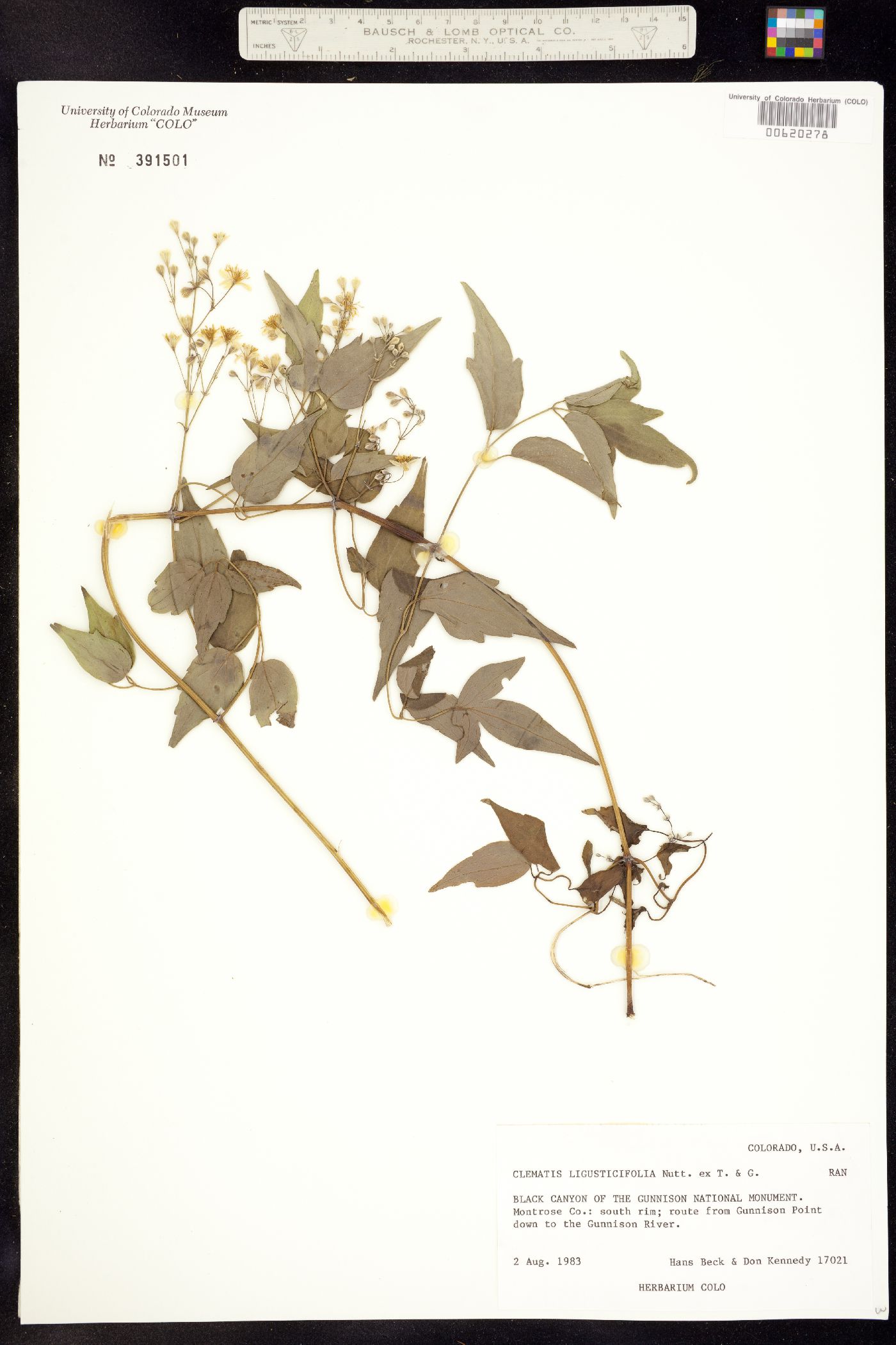 Clematis ligusticifolia image