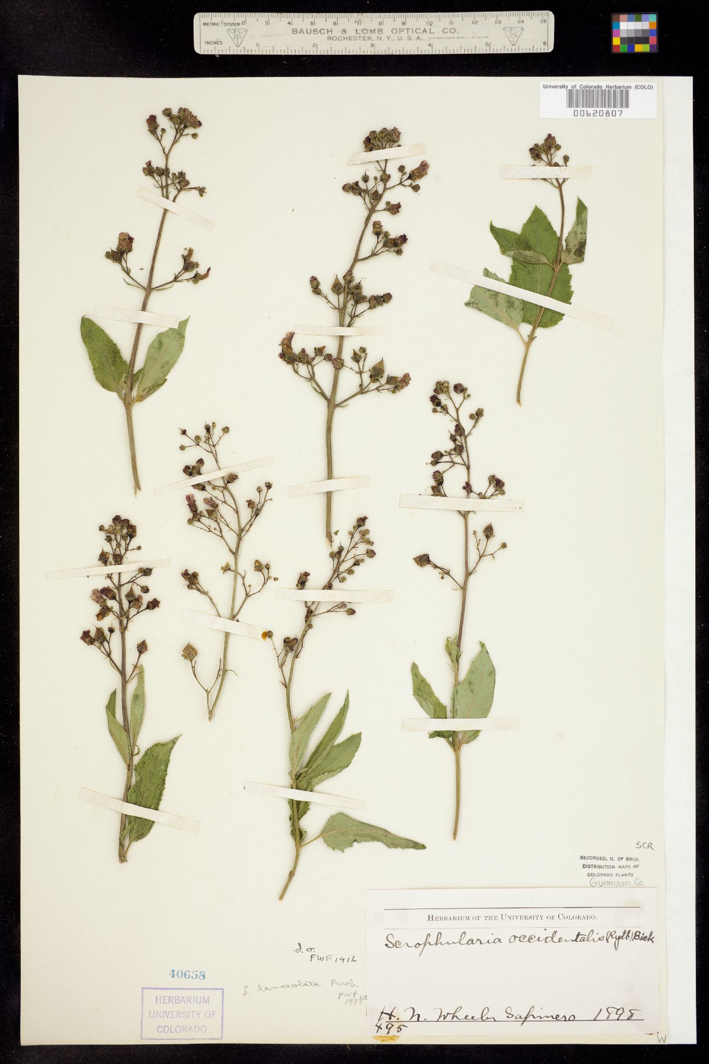Scrophularia lanceolata image
