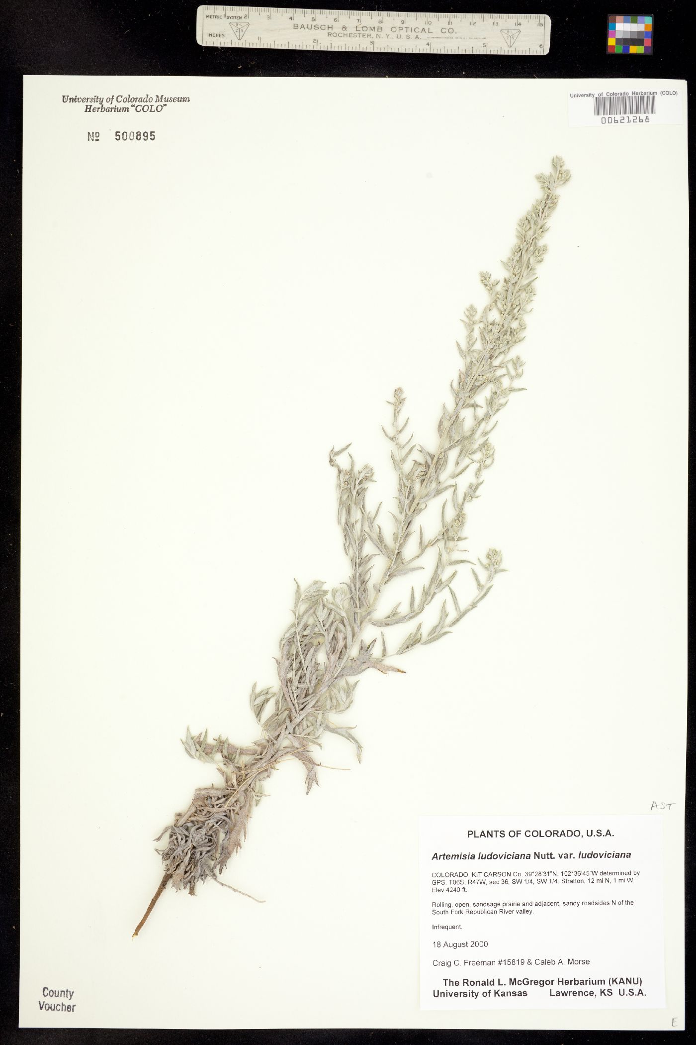 Artemisia ludoviciana ssp. ludoviciana image