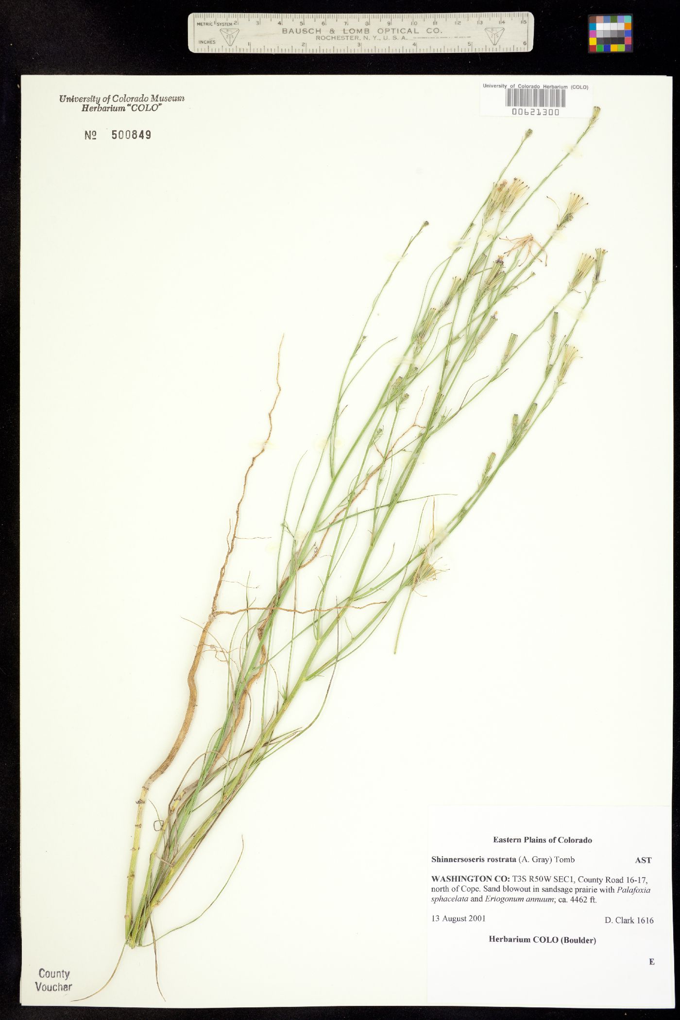 Shinnersoseris rostrata image