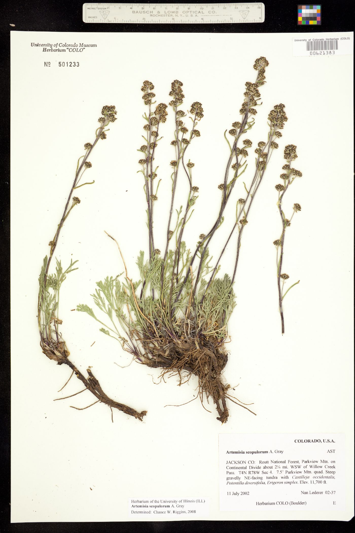 Artemisia scopulorum image