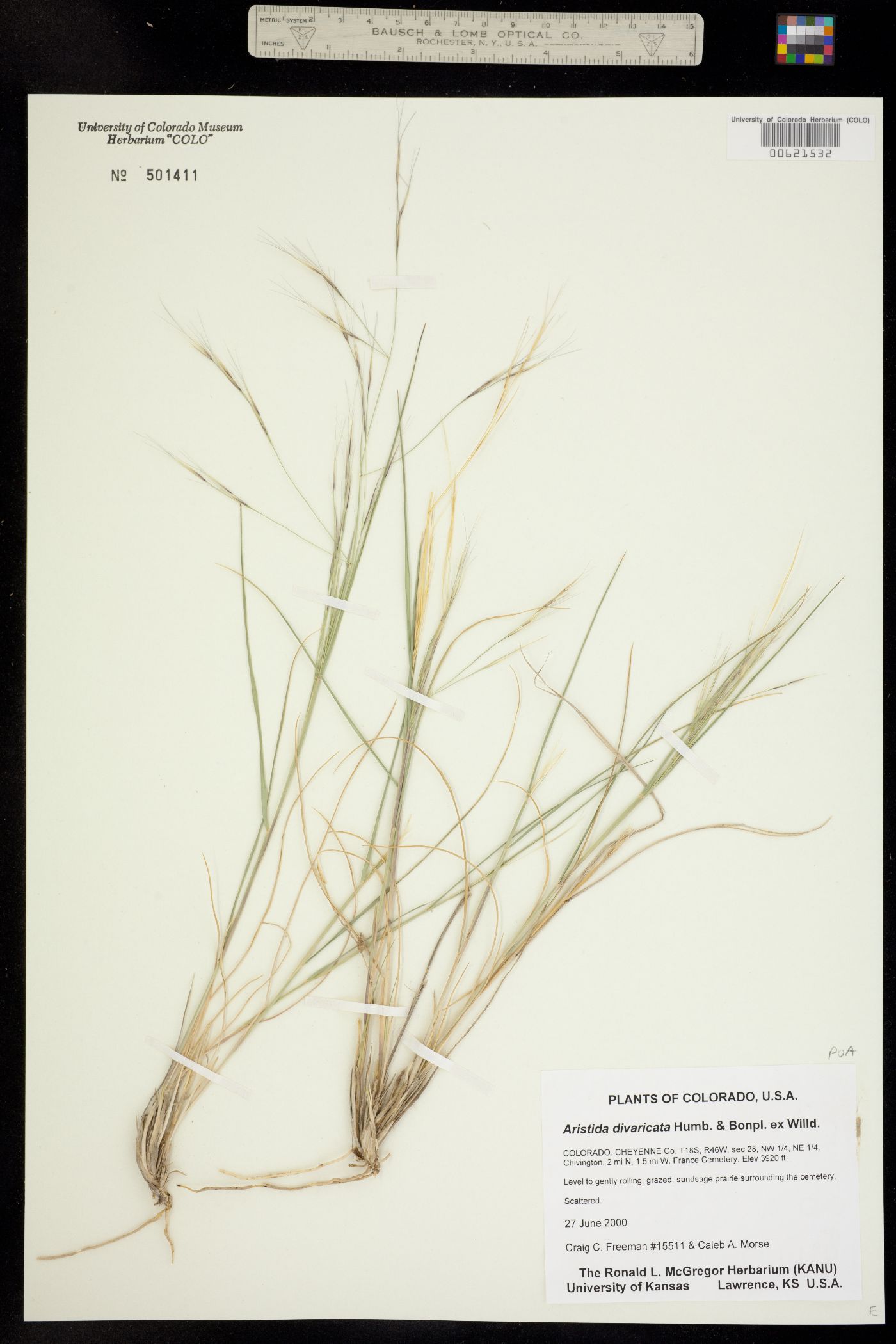 Aristida divaricata image