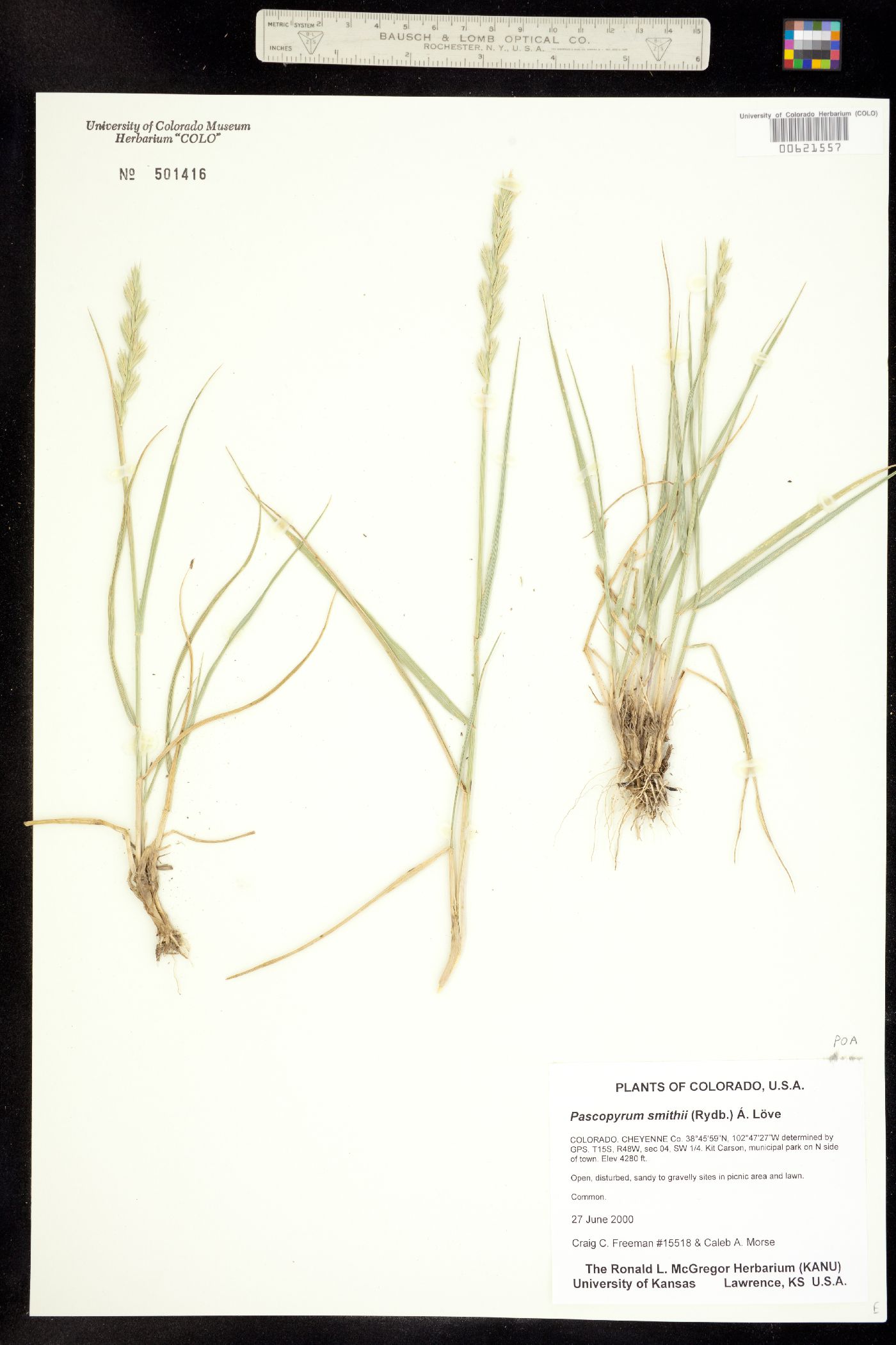 Pascopyrum smithii image