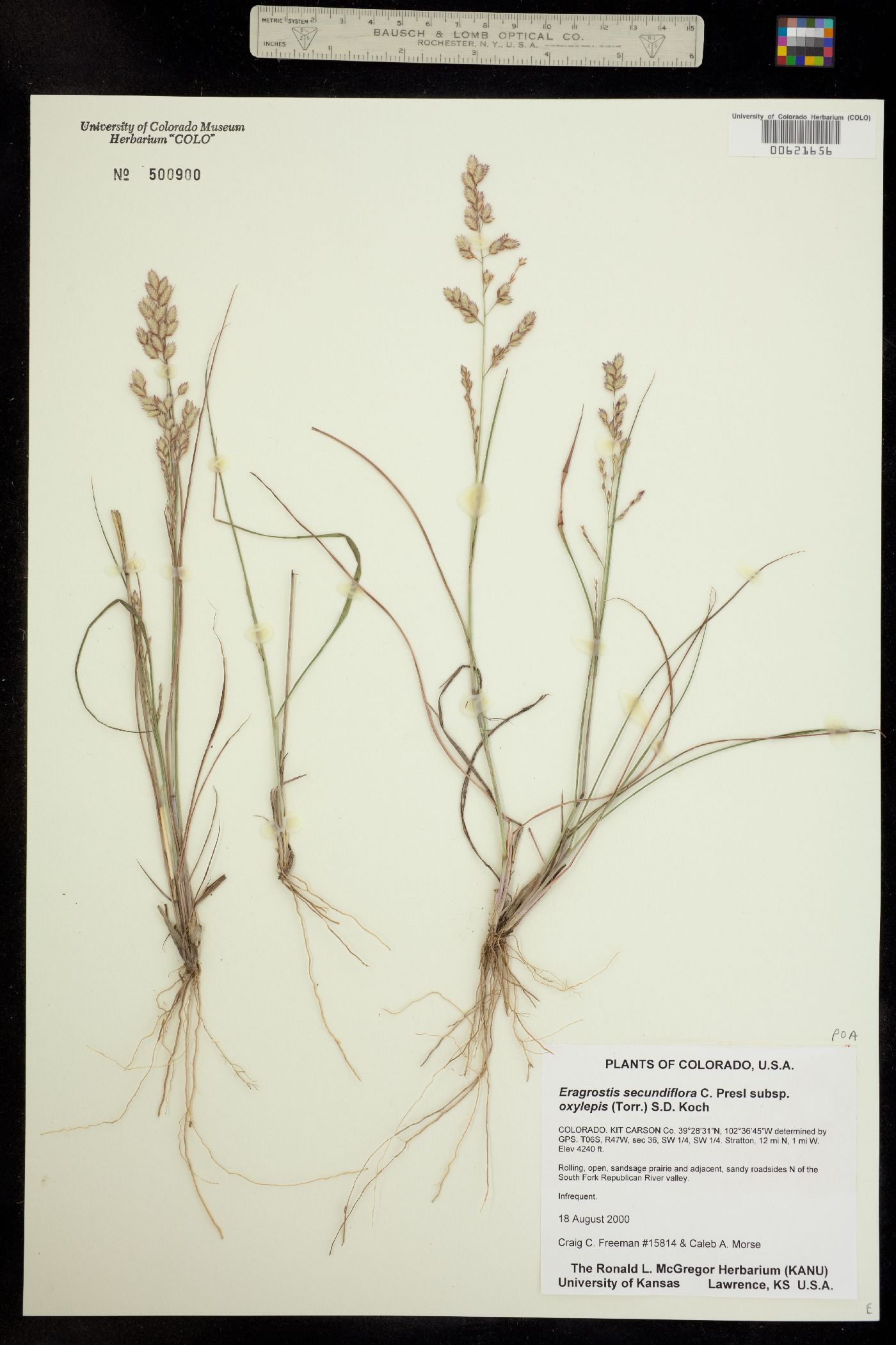 Eragrostis image