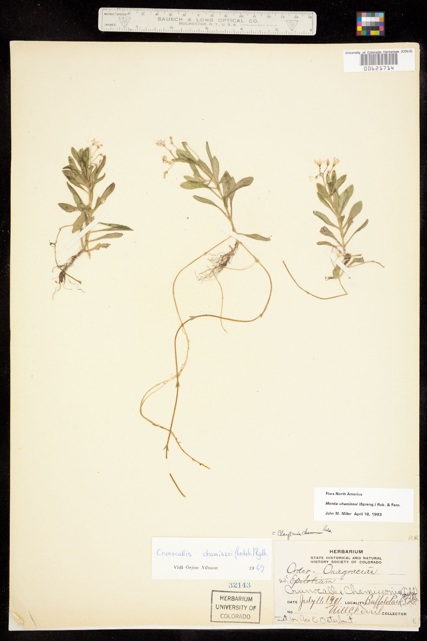 Montia chamissoi image