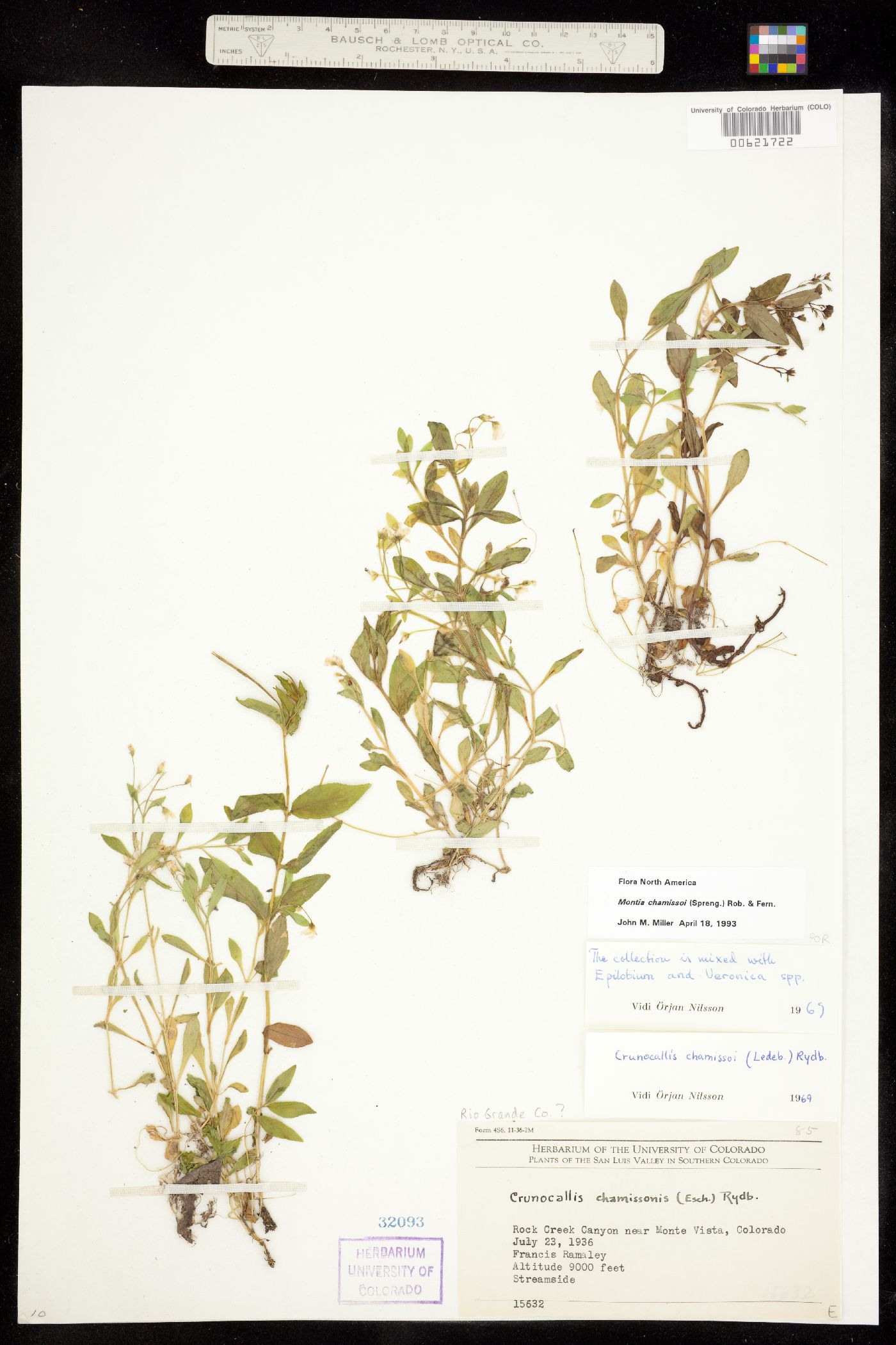Montia image