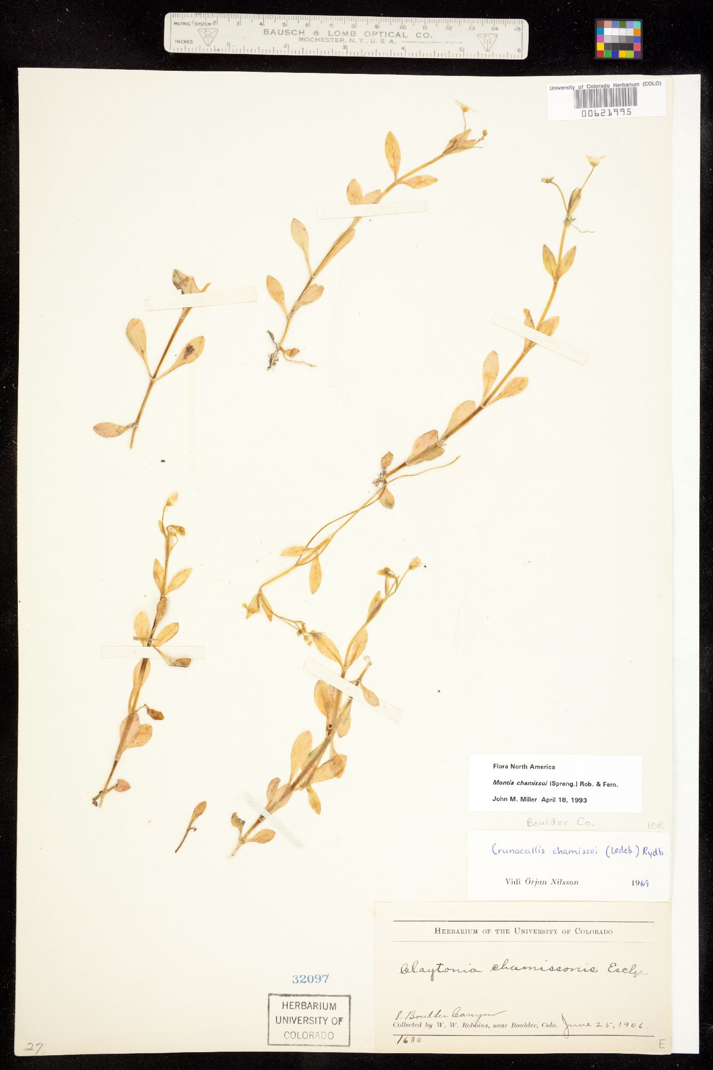 Montia chamissoi image