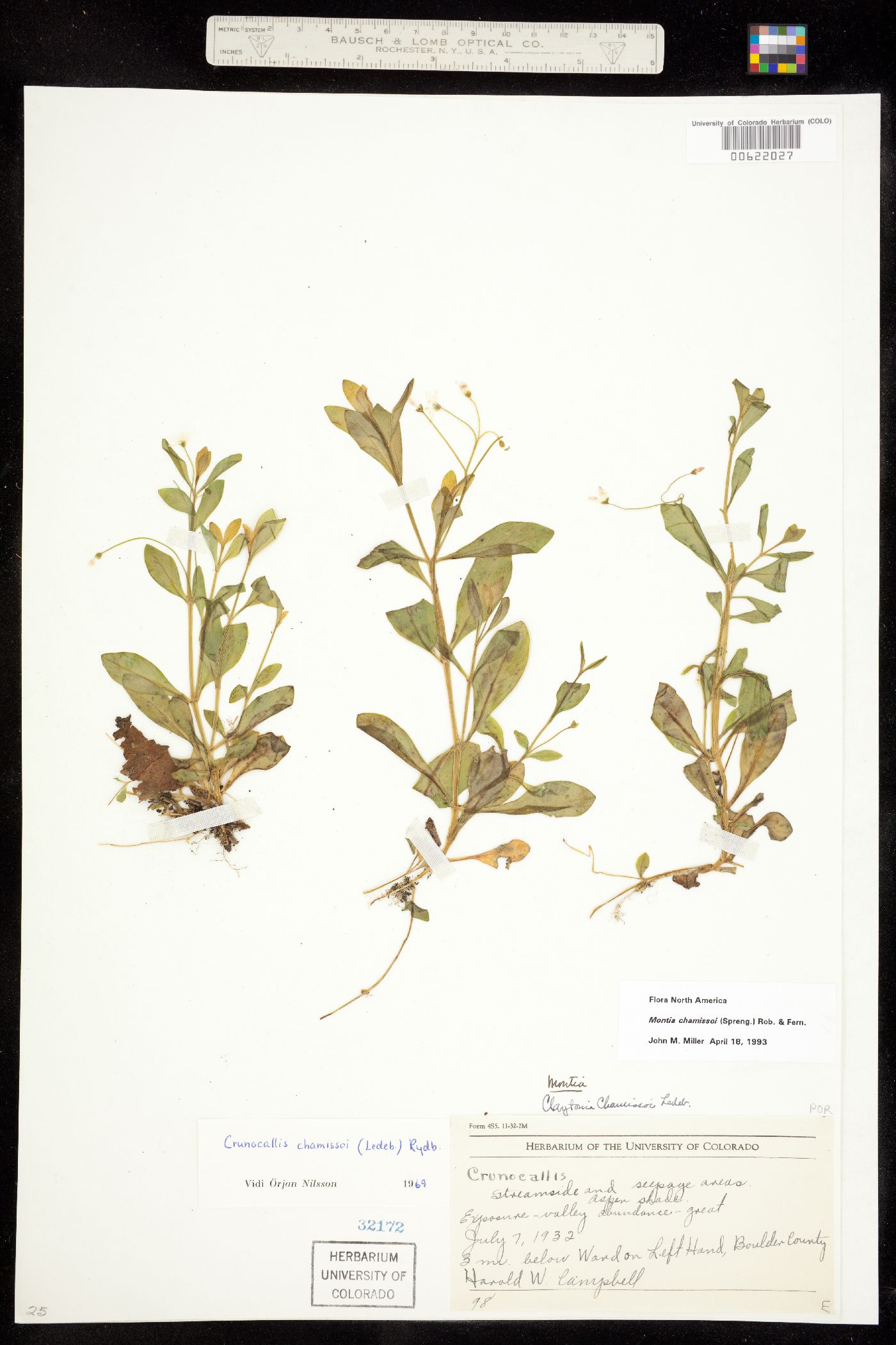 Montia chamissoi image