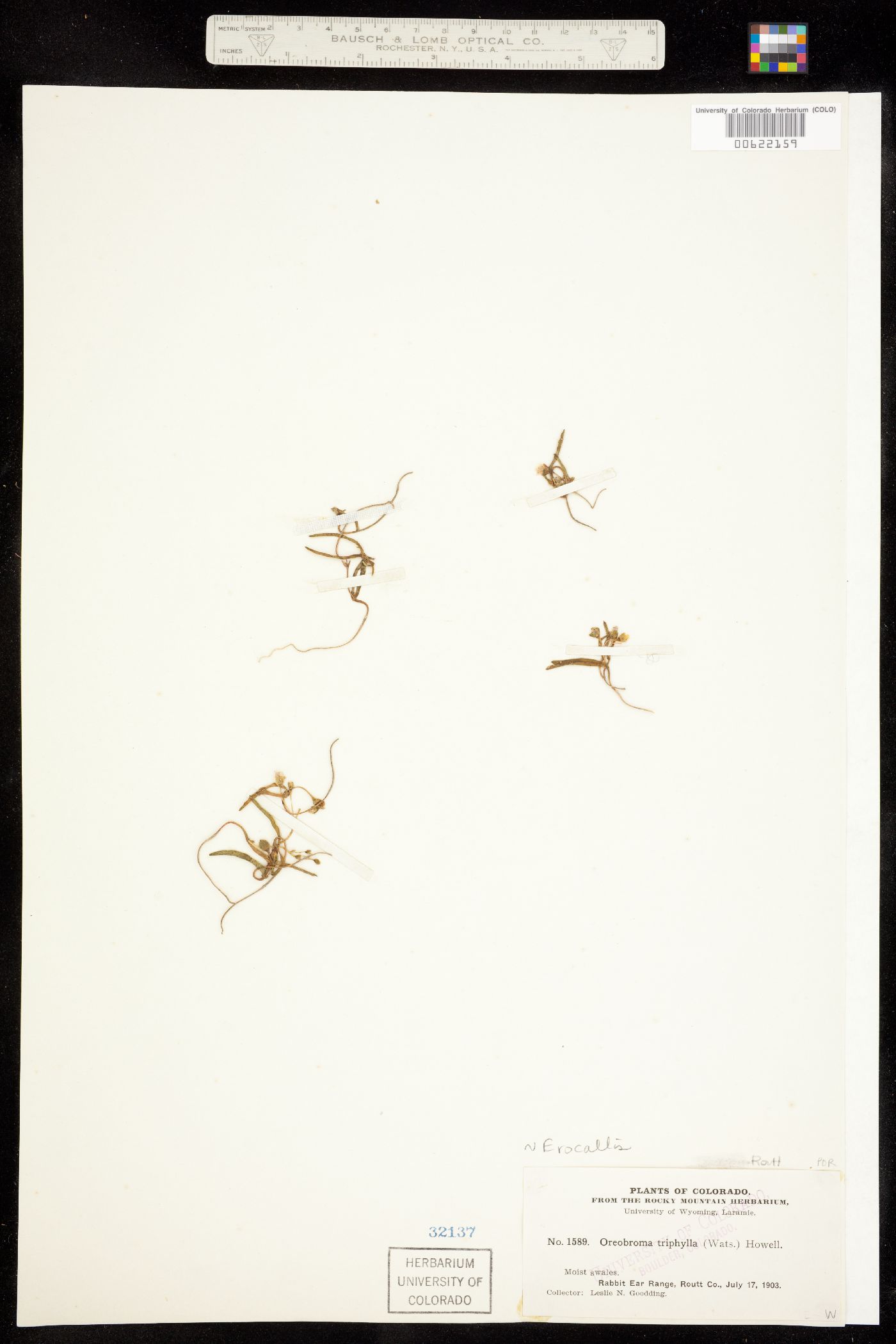 Lewisia triphylla image