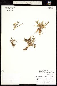 Oreobroma nevadensis image