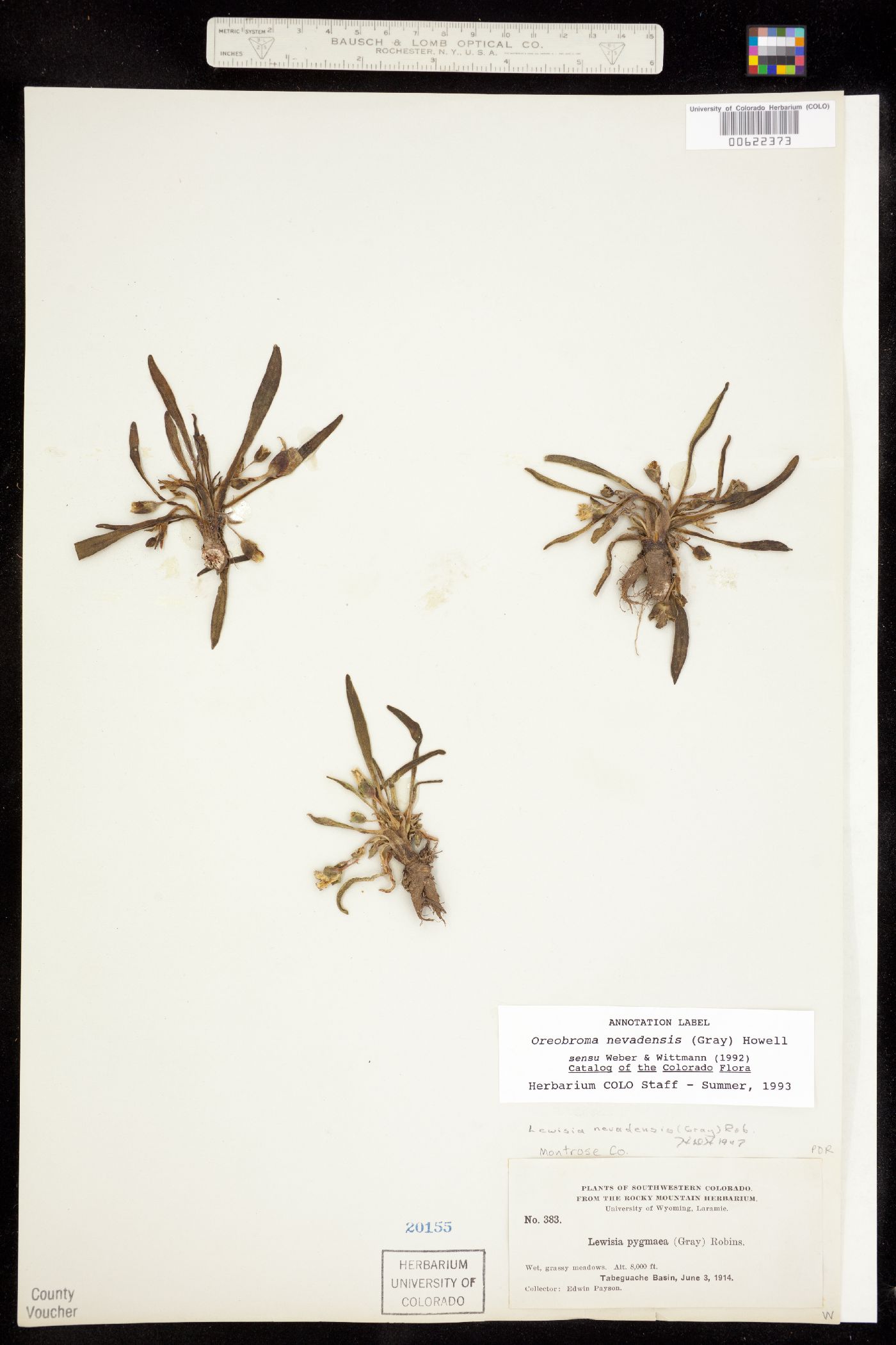 Oreobroma nevadensis image