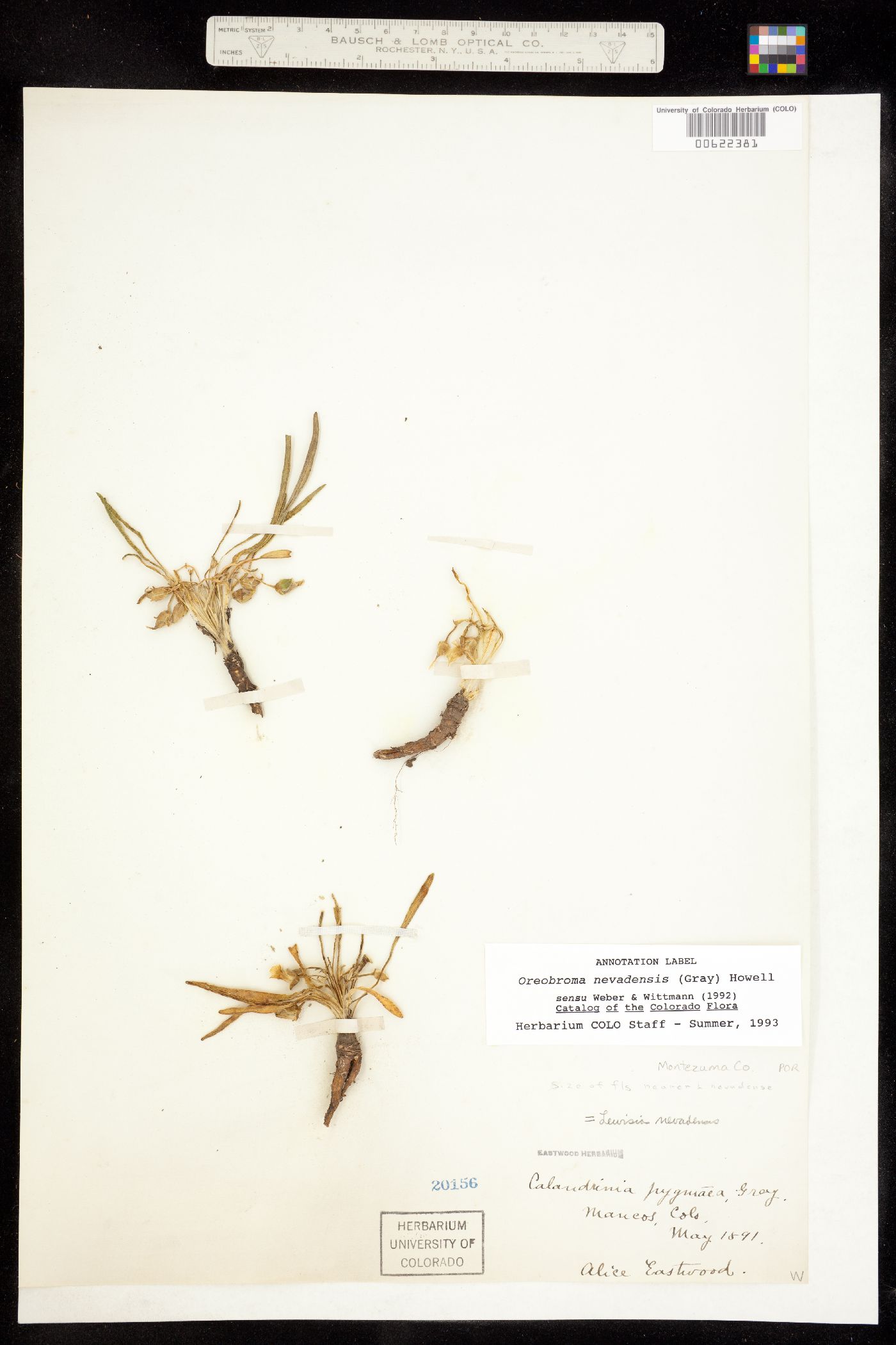 Oreobroma nevadensis image