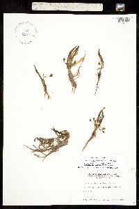 Oreobroma pygmaea image