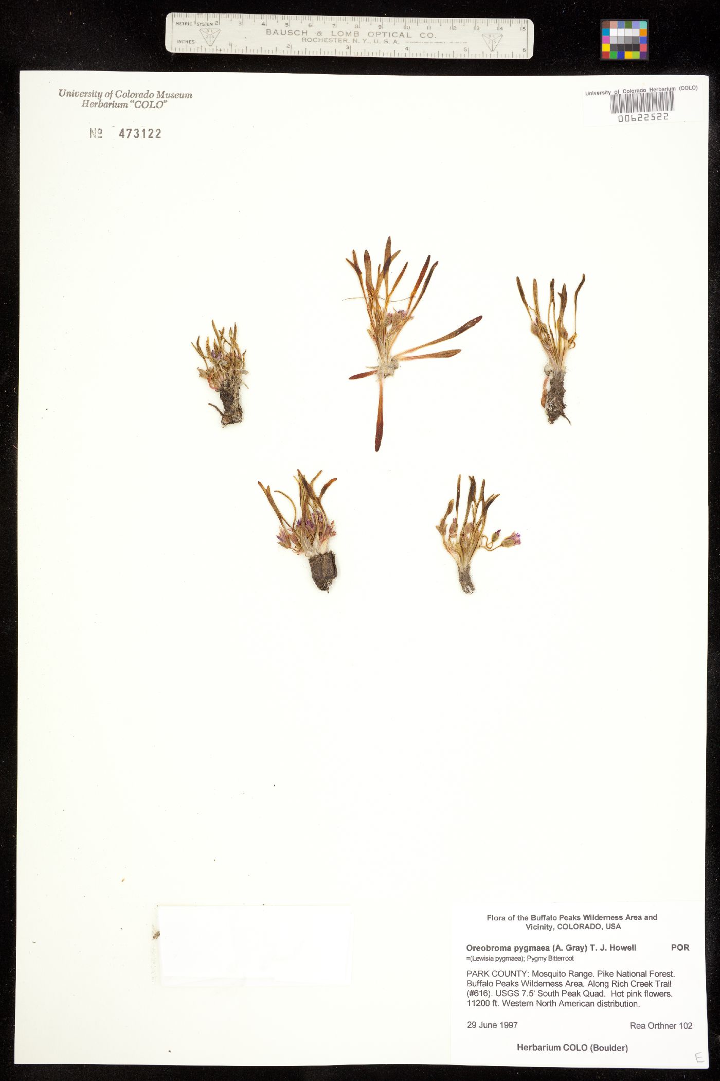 Portulacaceae image