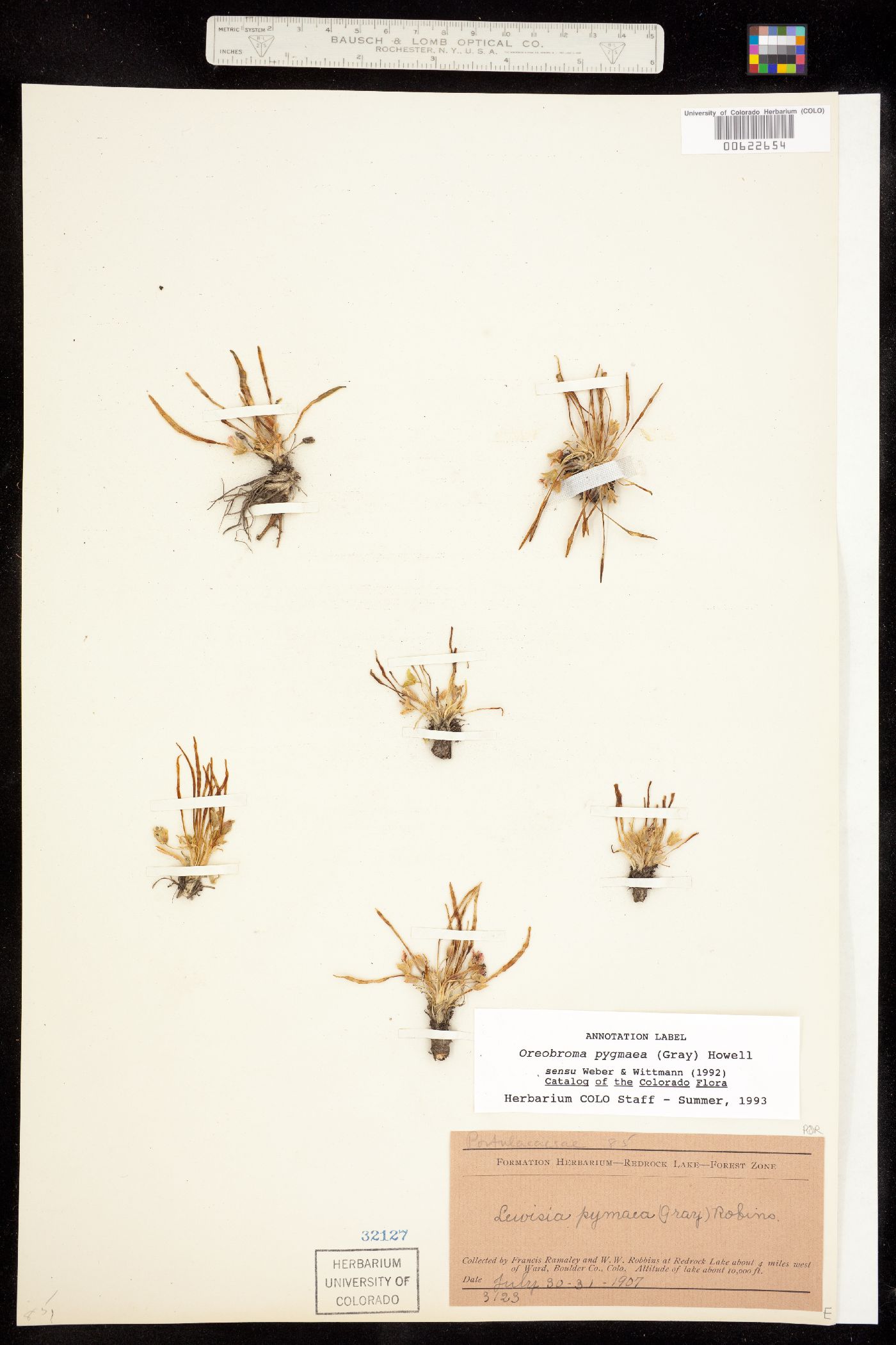 Oreobroma image