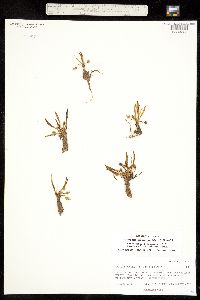 Oreobroma pygmaea image