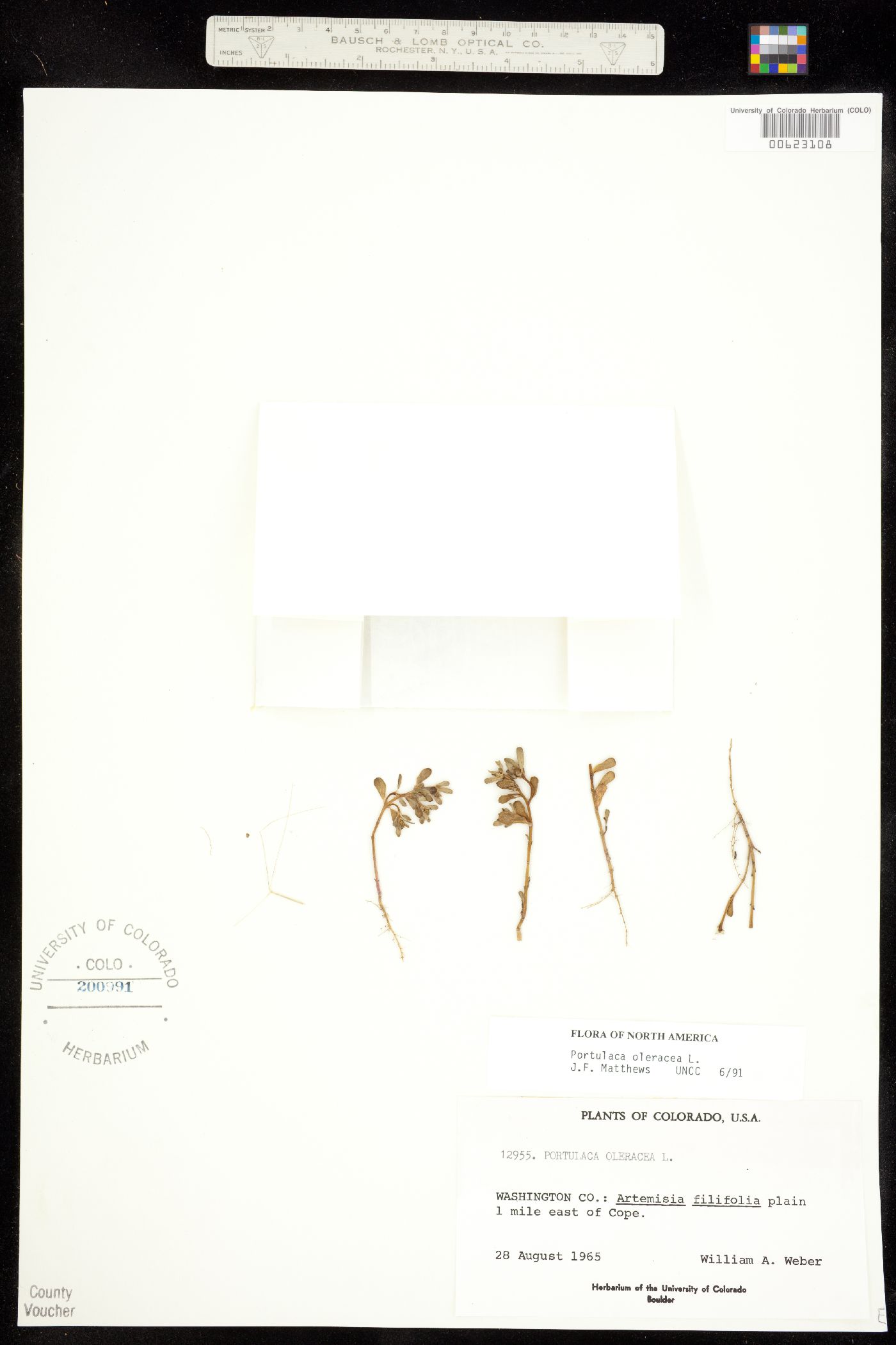 Portulaca oleracea image