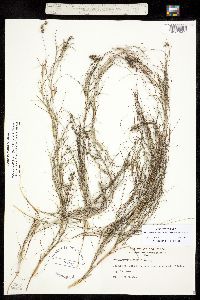 Stuckenia filiformis ssp. occidentalis image