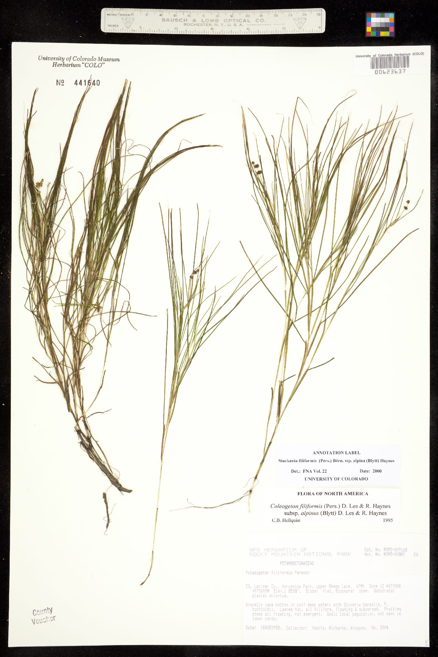 Stuckenia filiformis ssp. alpina image