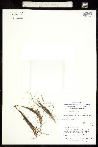Stuckenia filiformis ssp. alpina image