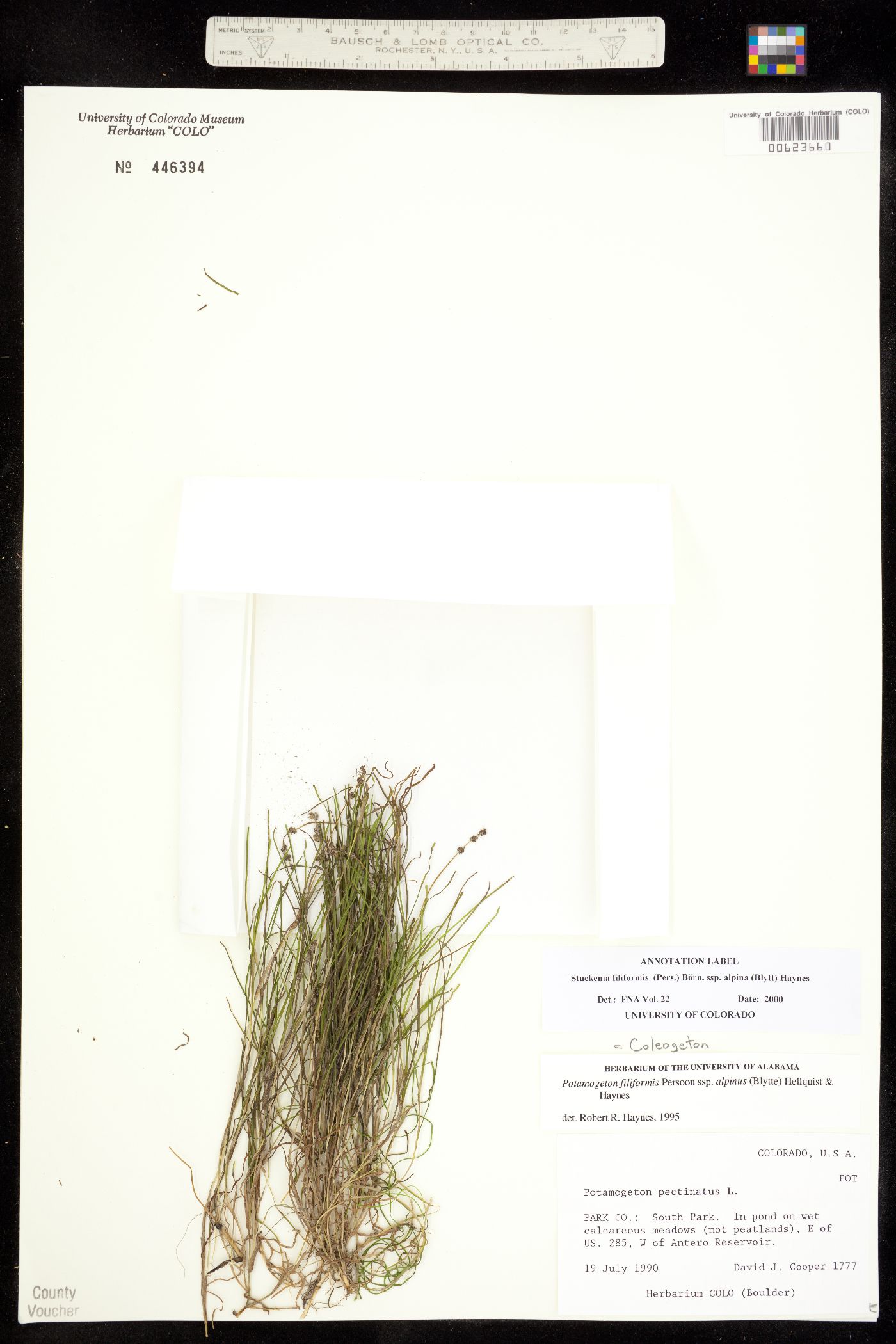 Stuckenia filiformis ssp. alpina image