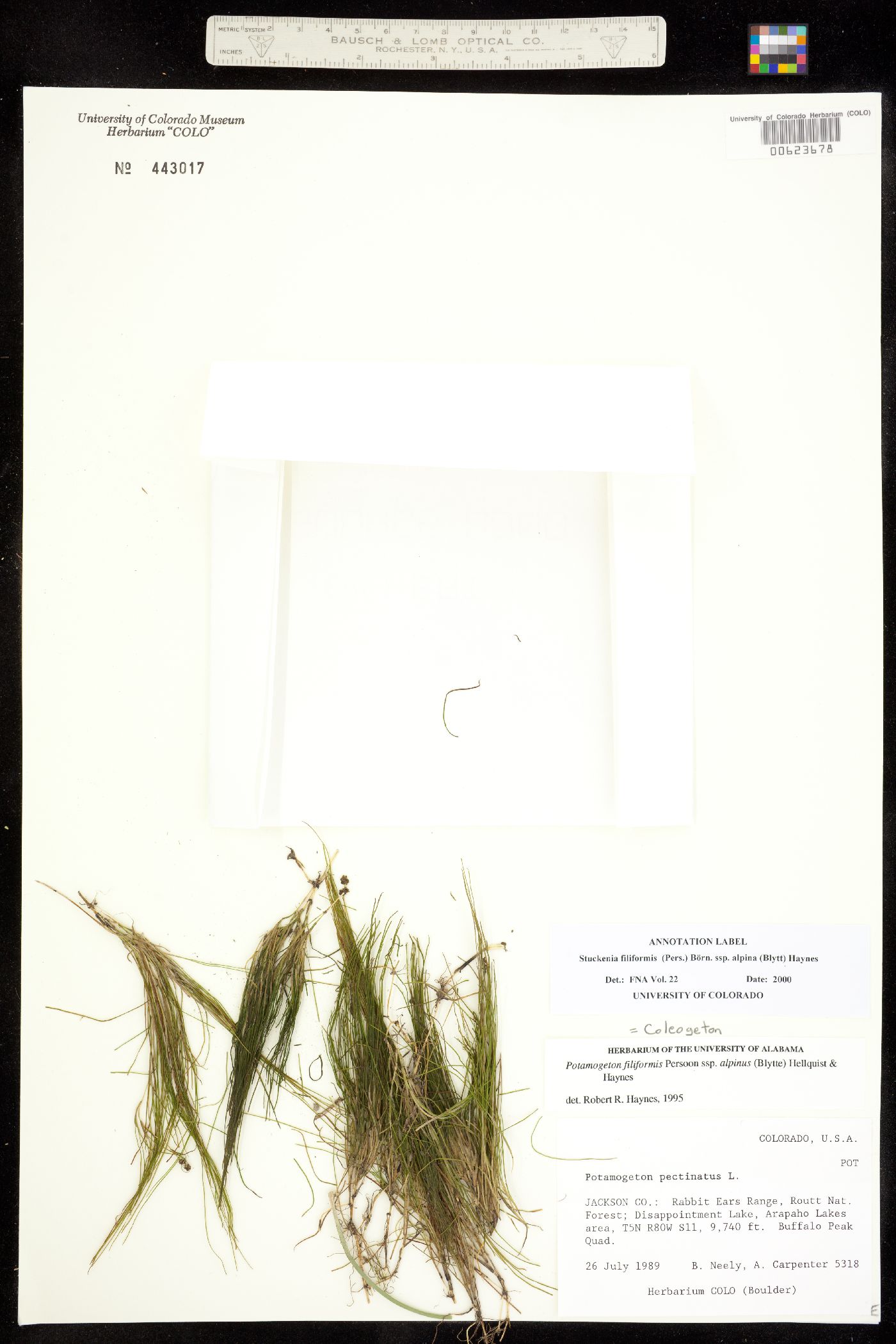Stuckenia filiformis ssp. alpina image