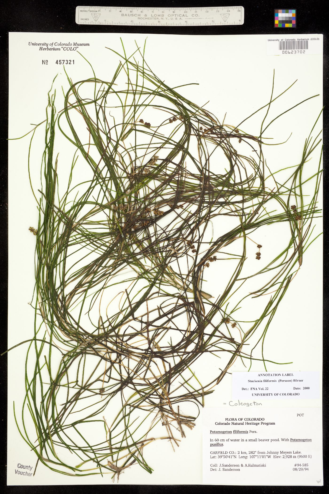 Stuckenia filiformis image