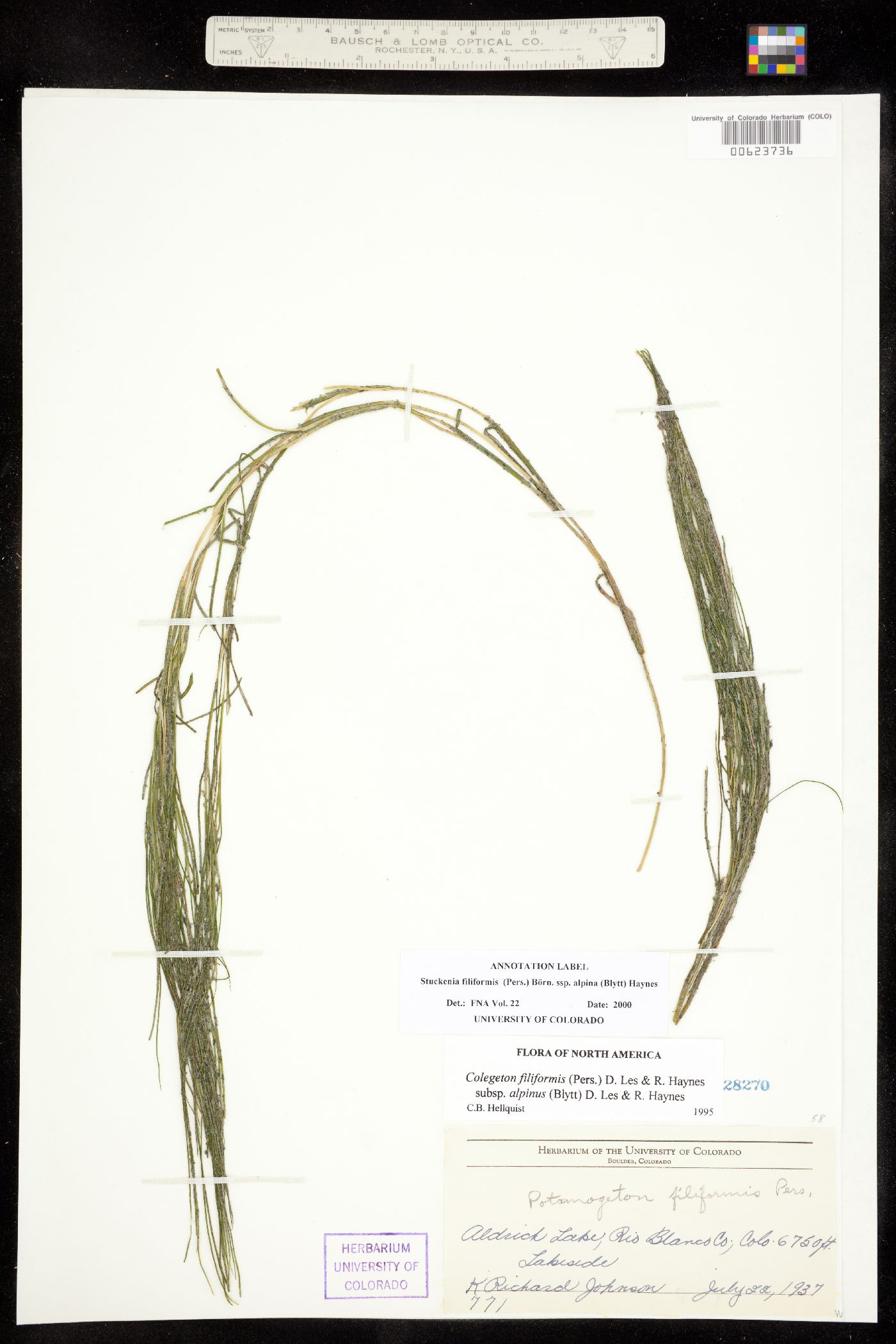 Stuckenia filiformis ssp. alpina image