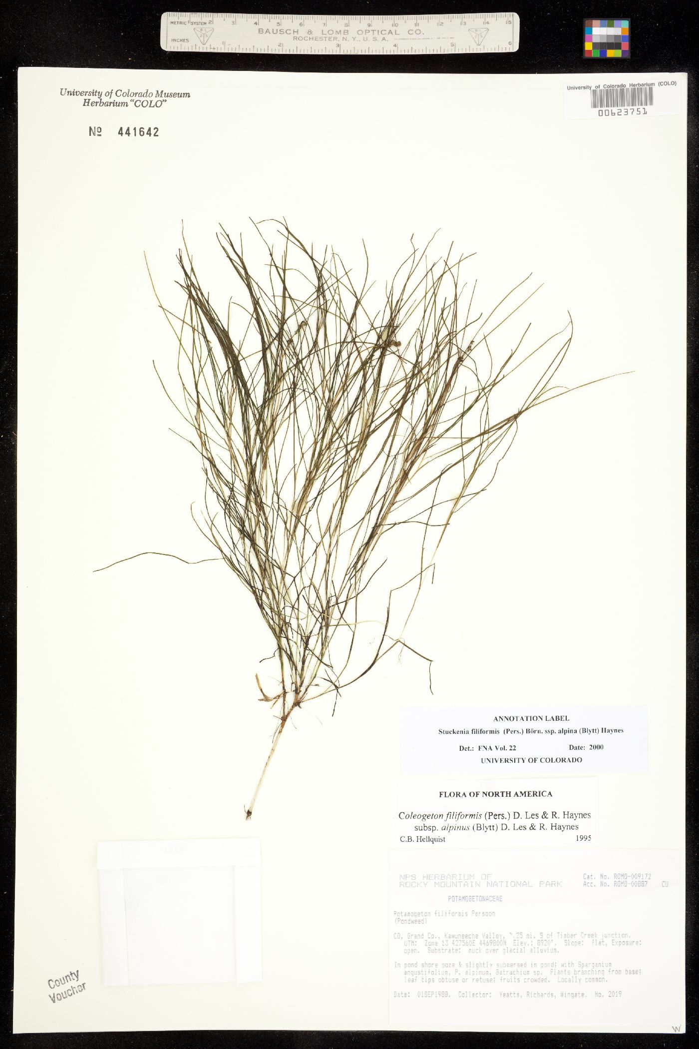 Stuckenia filiformis ssp. alpina image