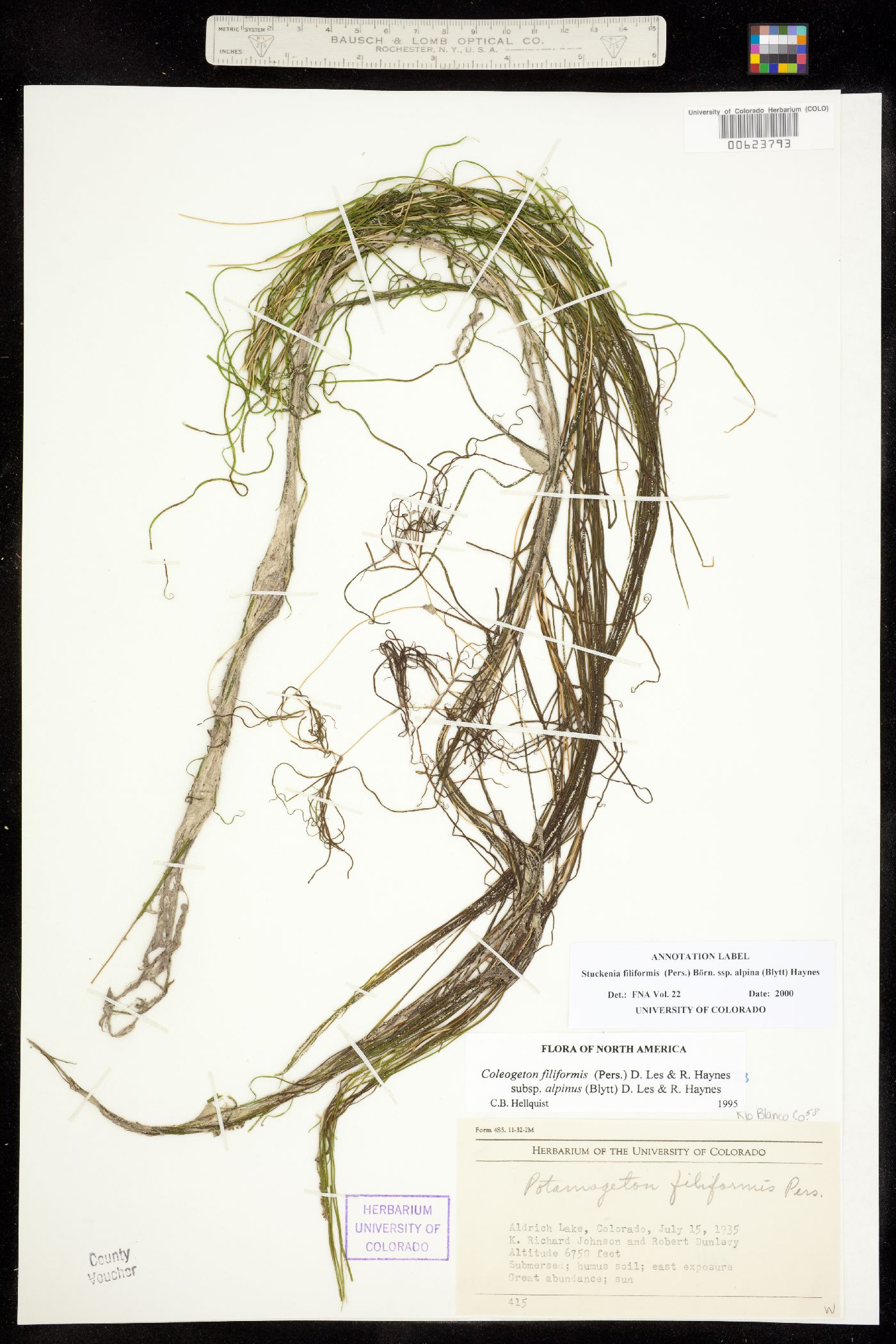 Stuckenia filiformis ssp. alpina image