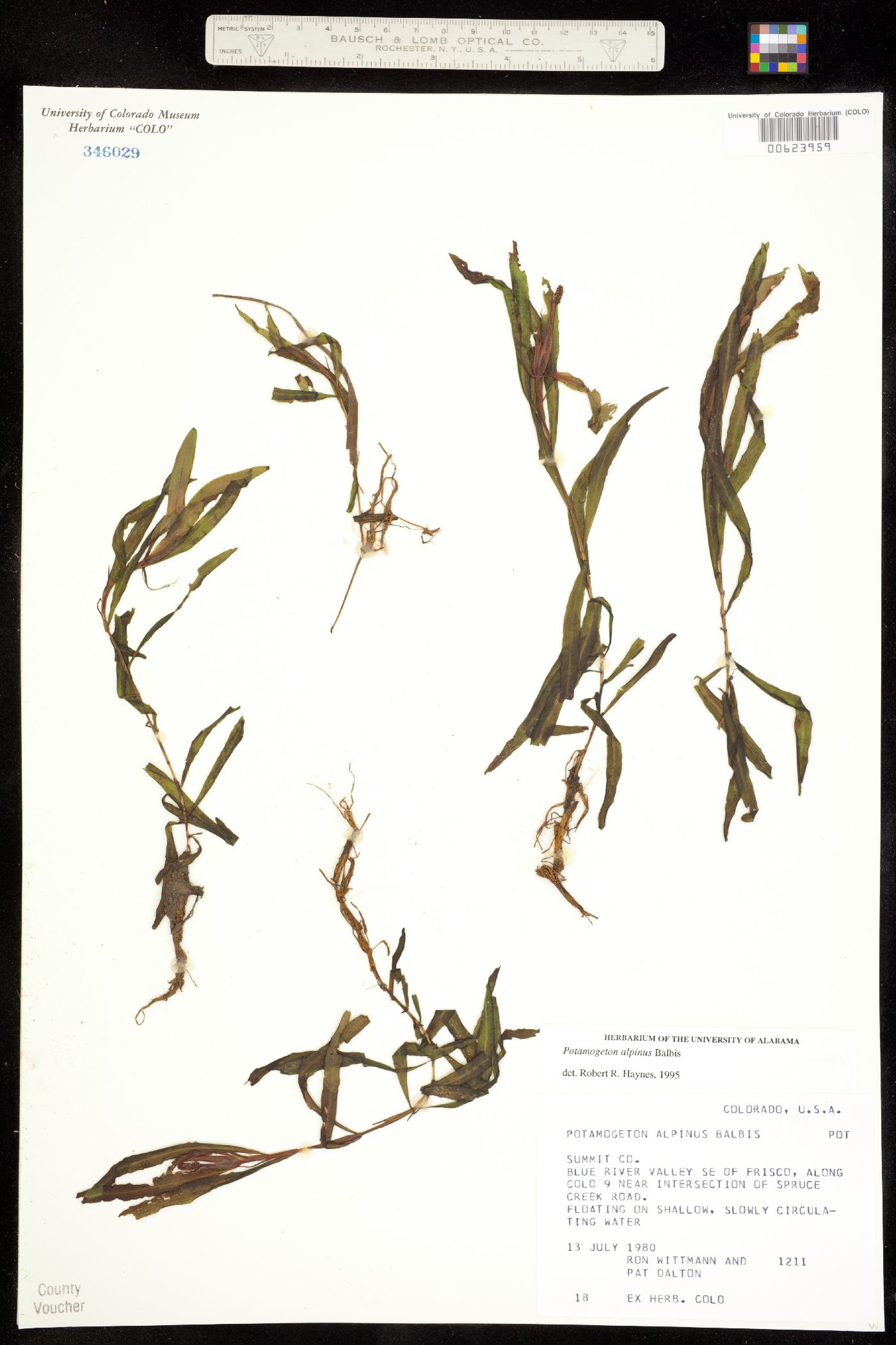 Potamogeton alpinus image