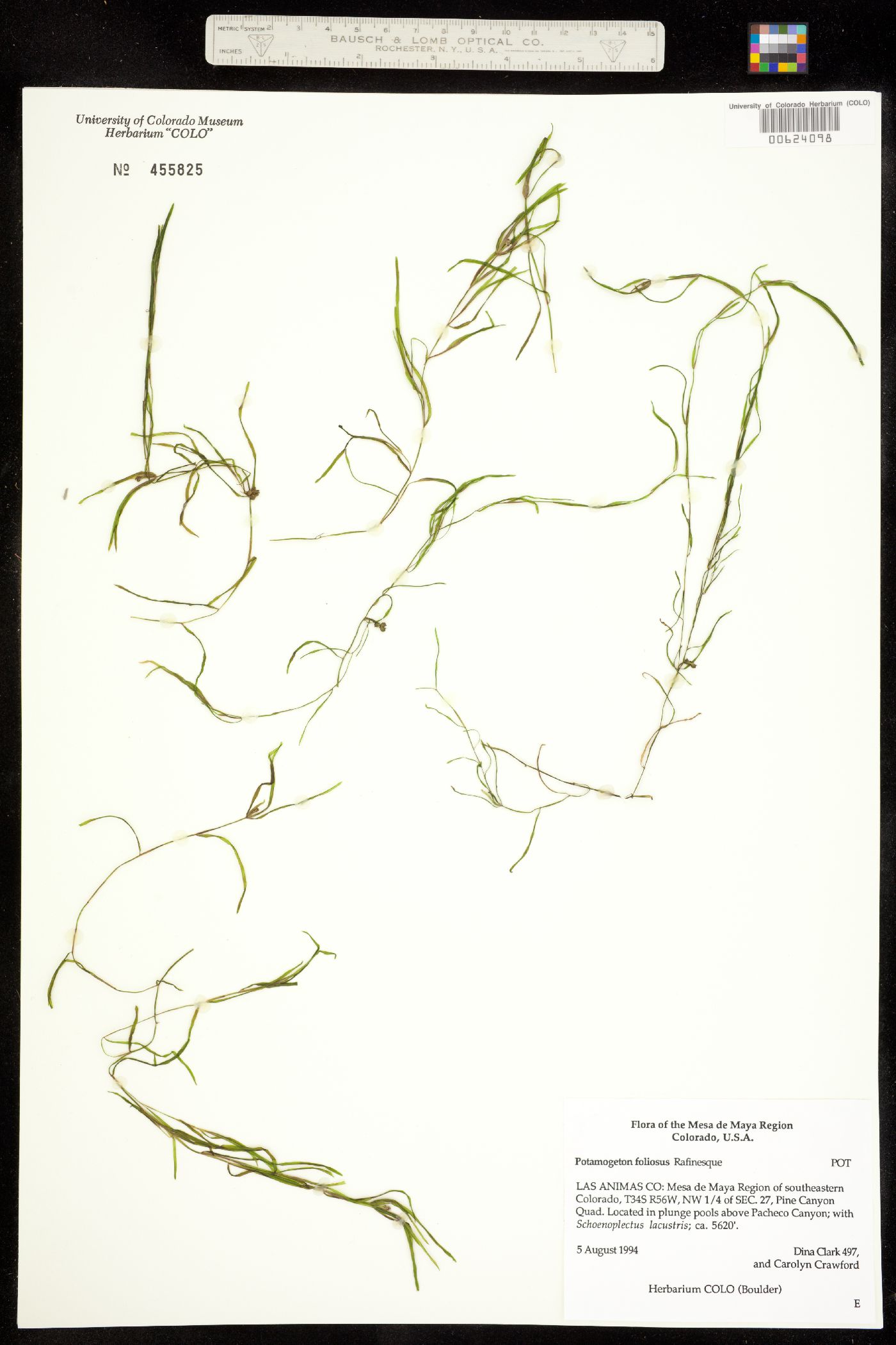 Potamogetonaceae image