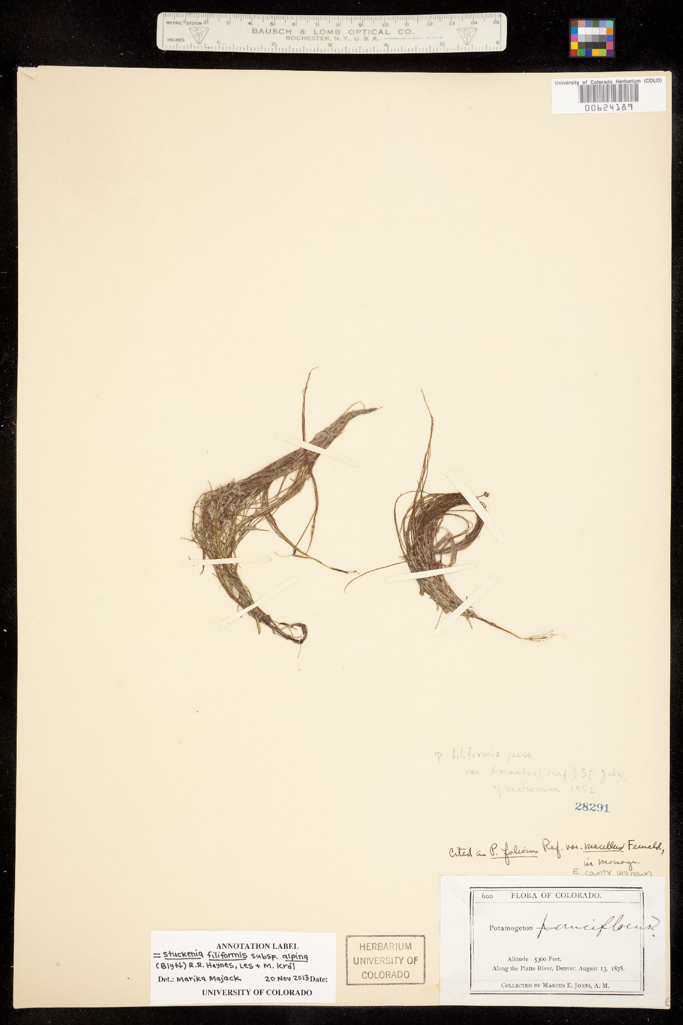 Stuckenia filiformis ssp. alpina image