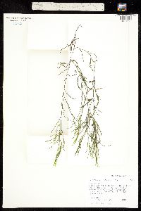 Image of Potamogeton foliosus