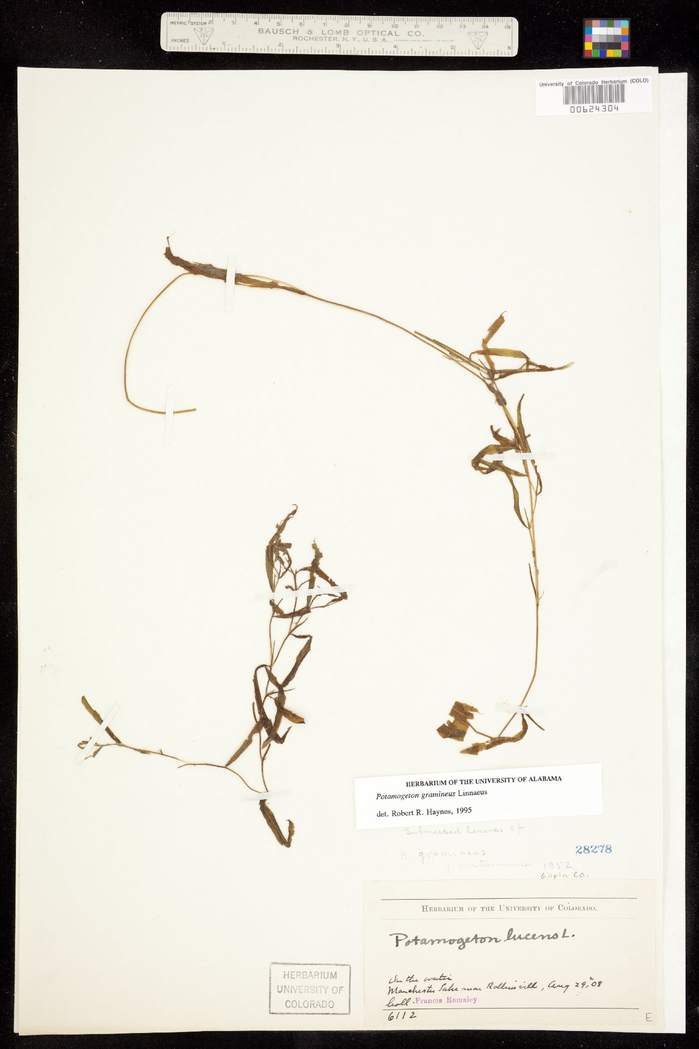 Potamogeton image