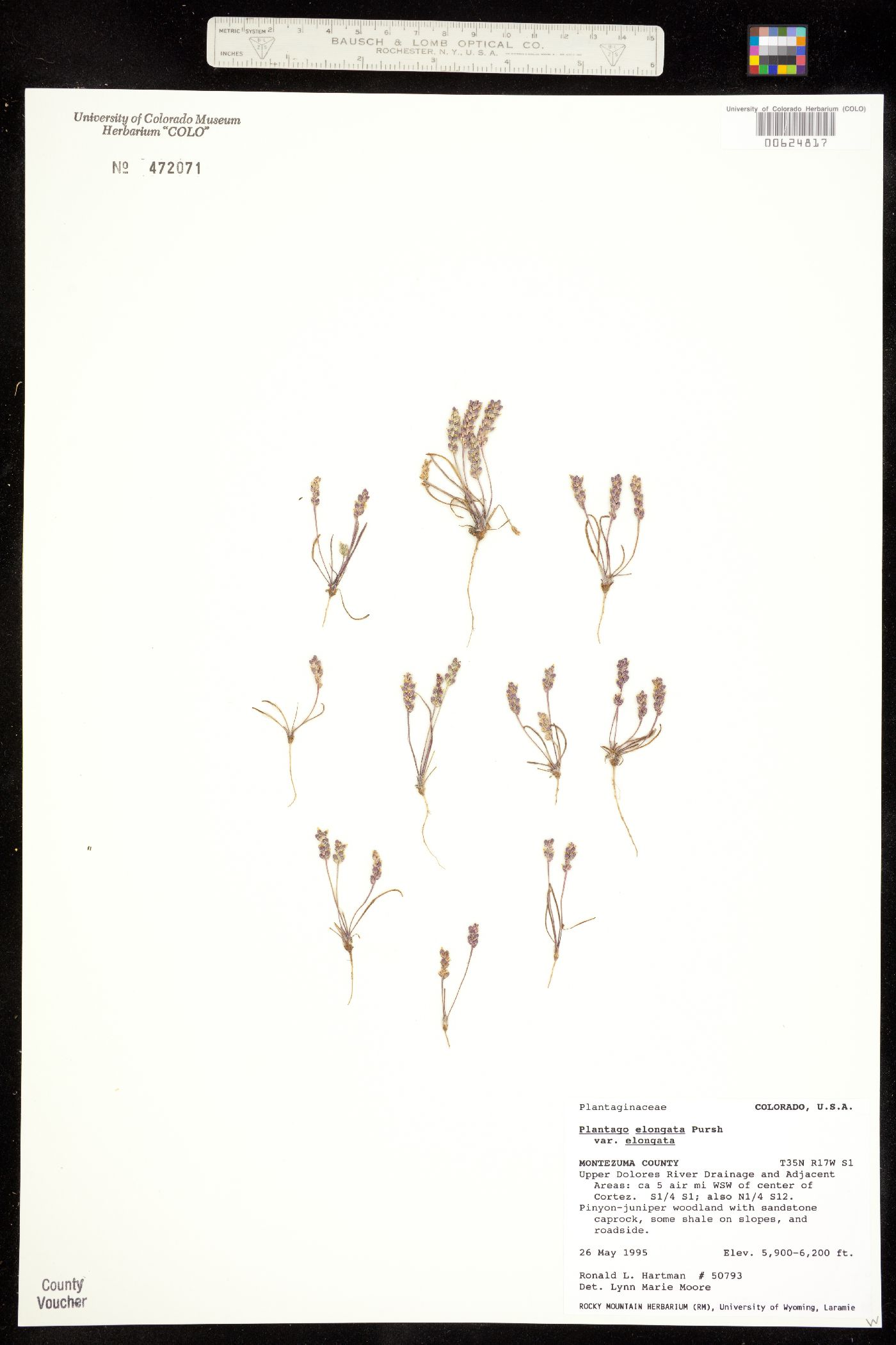 Plantago elongata image