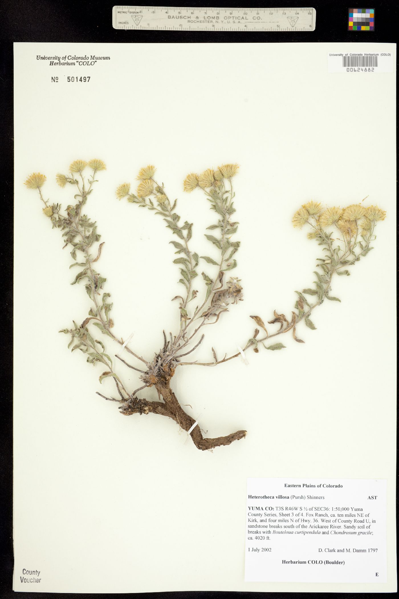 Heterotheca villosa image