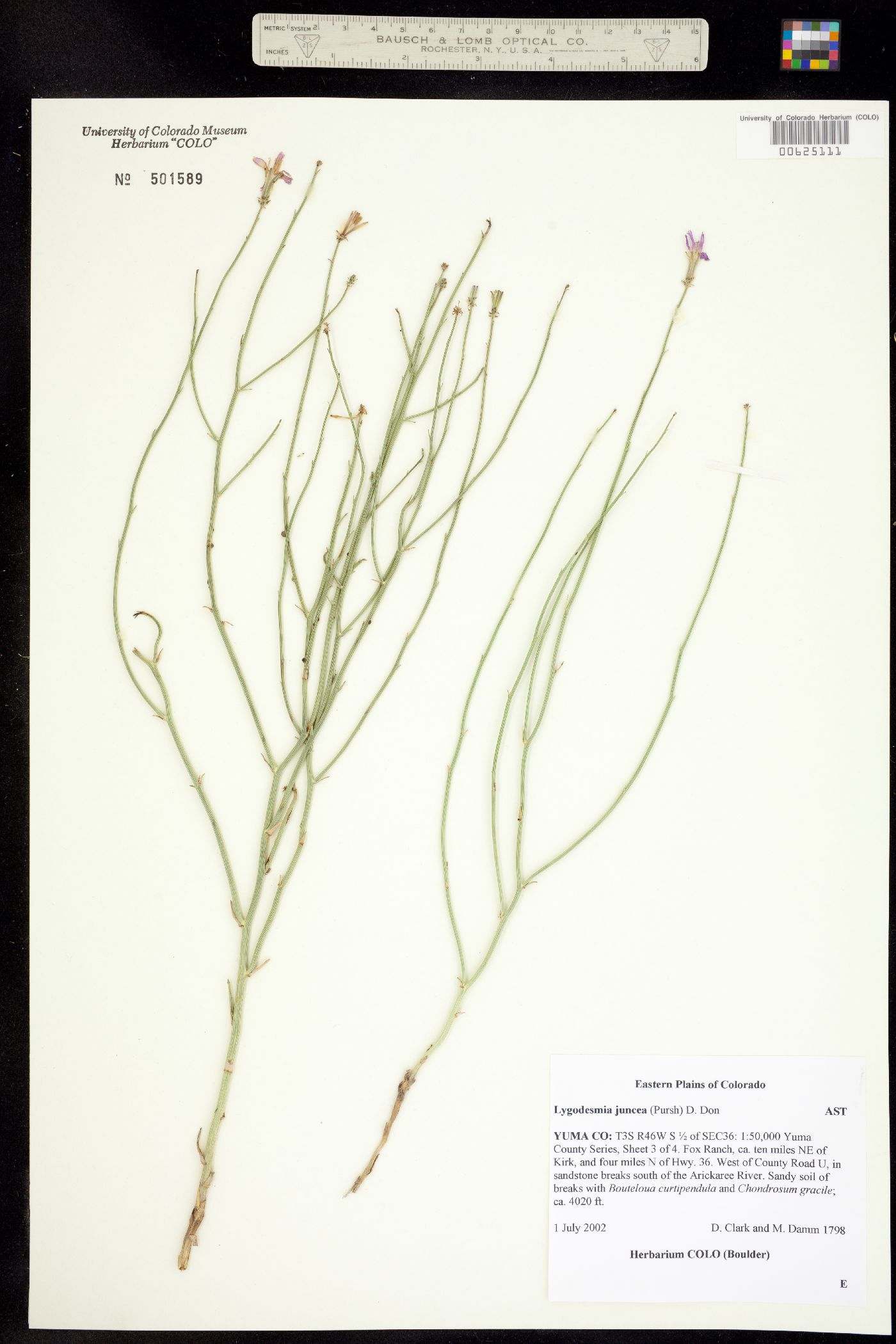 Lygodesmia juncea image